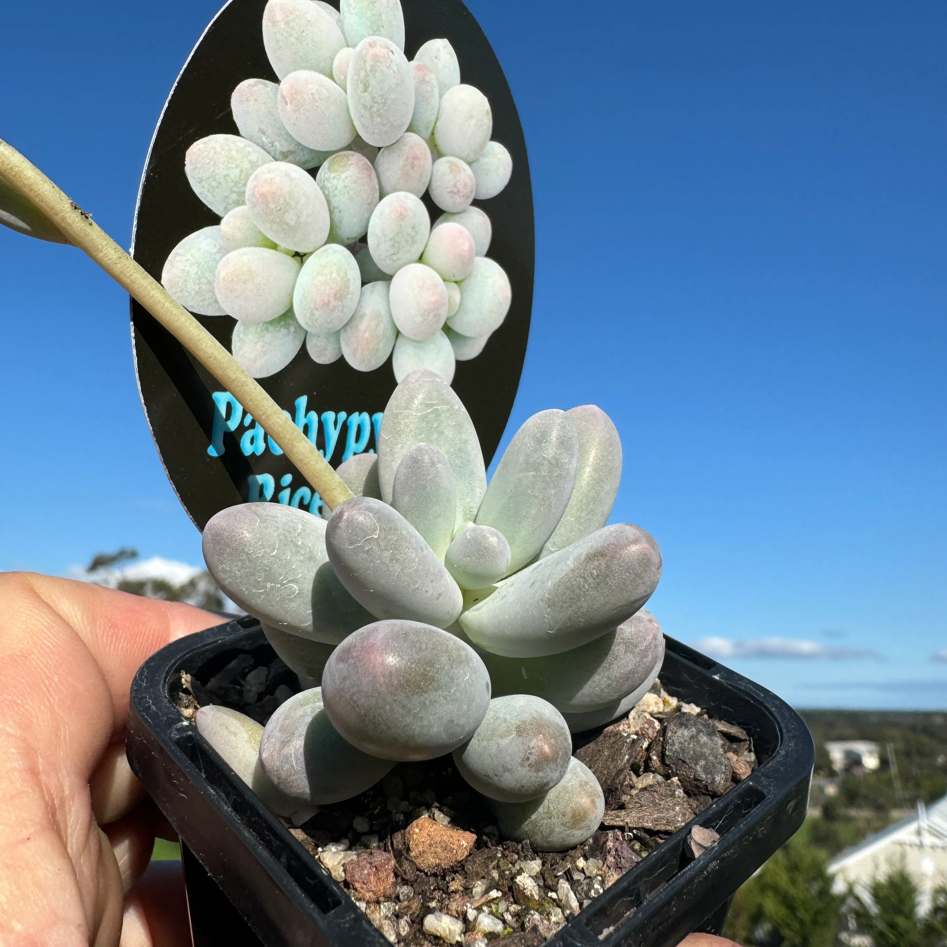 Pachyphytum 'Rice Balls' - Image 6