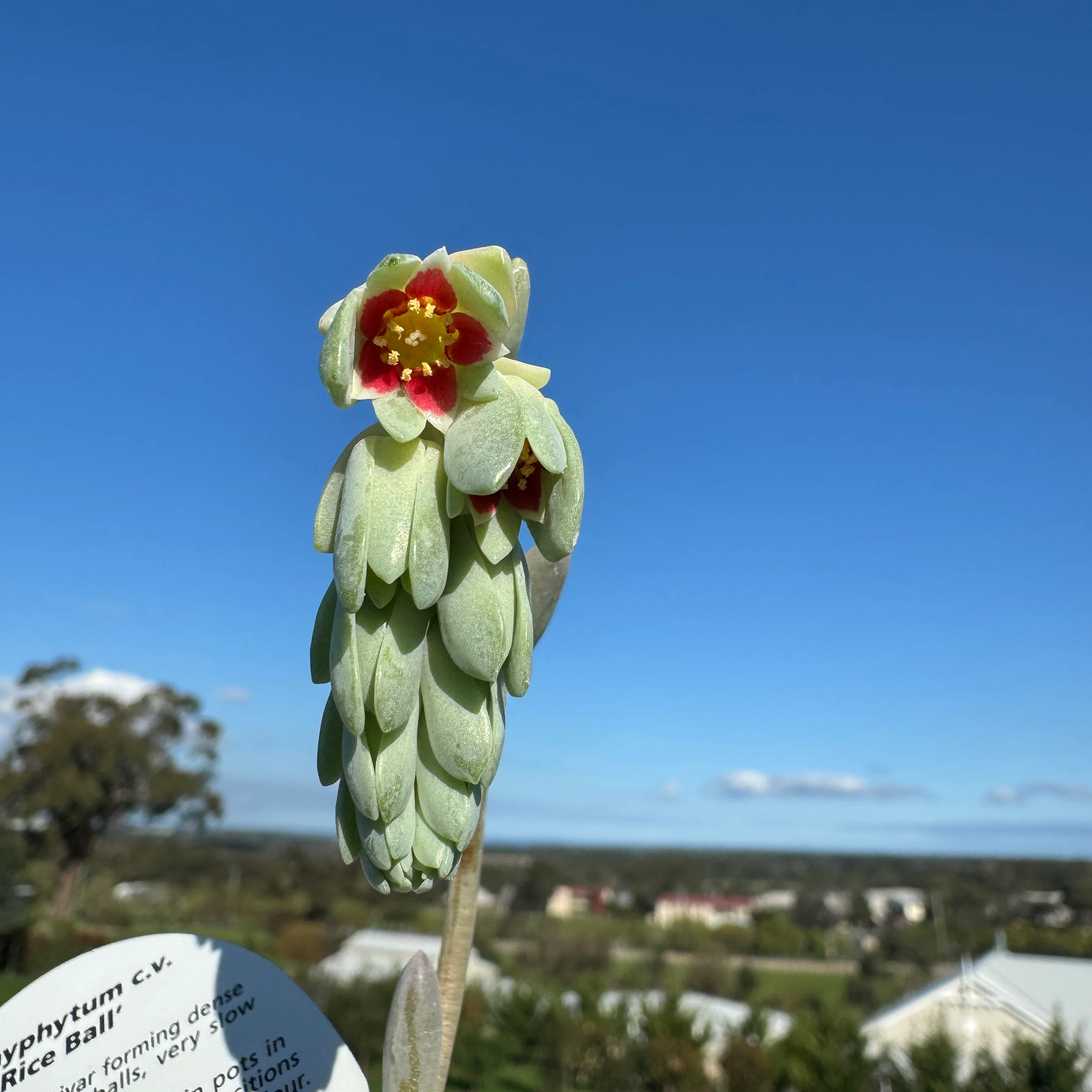 Pachyphytum 'Rice Balls' - Image 7