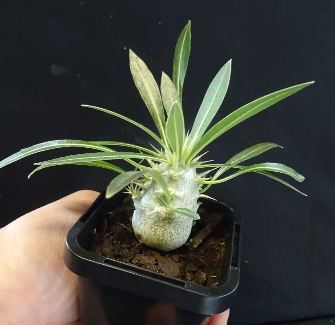 Pachypodium horombense - Image 2
