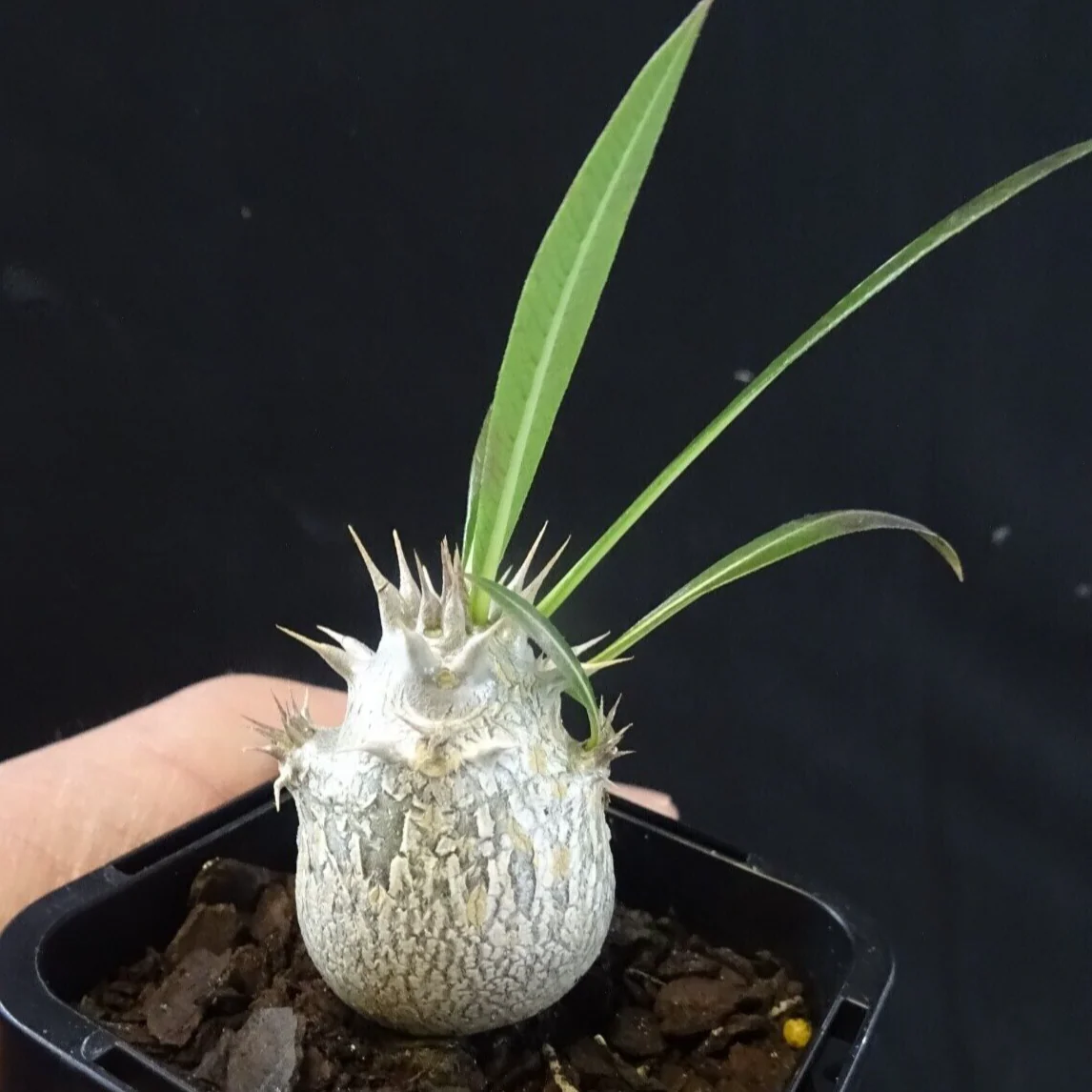 Pachypodium horombense - Image 3