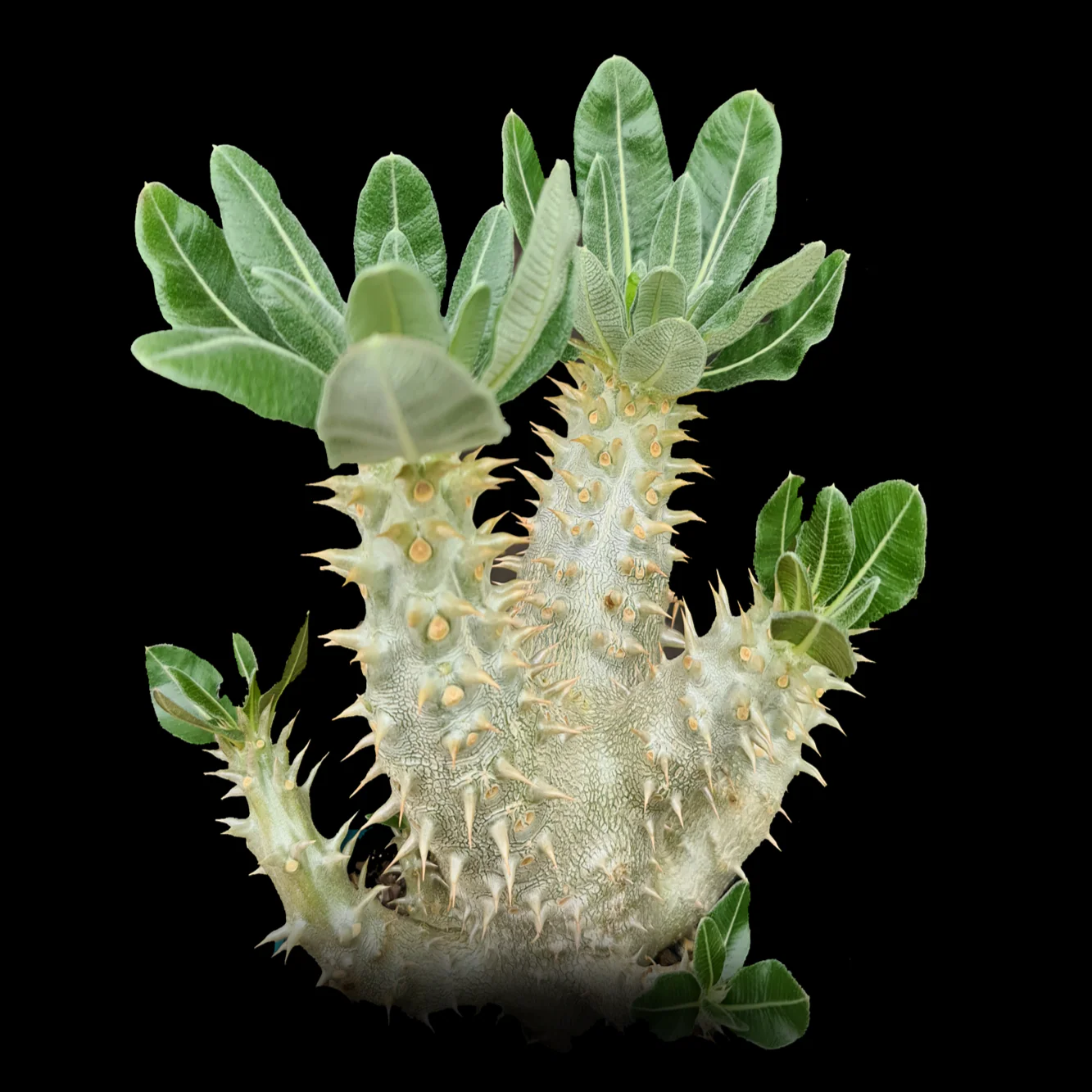 Pachypodium horombense - One Off Specials