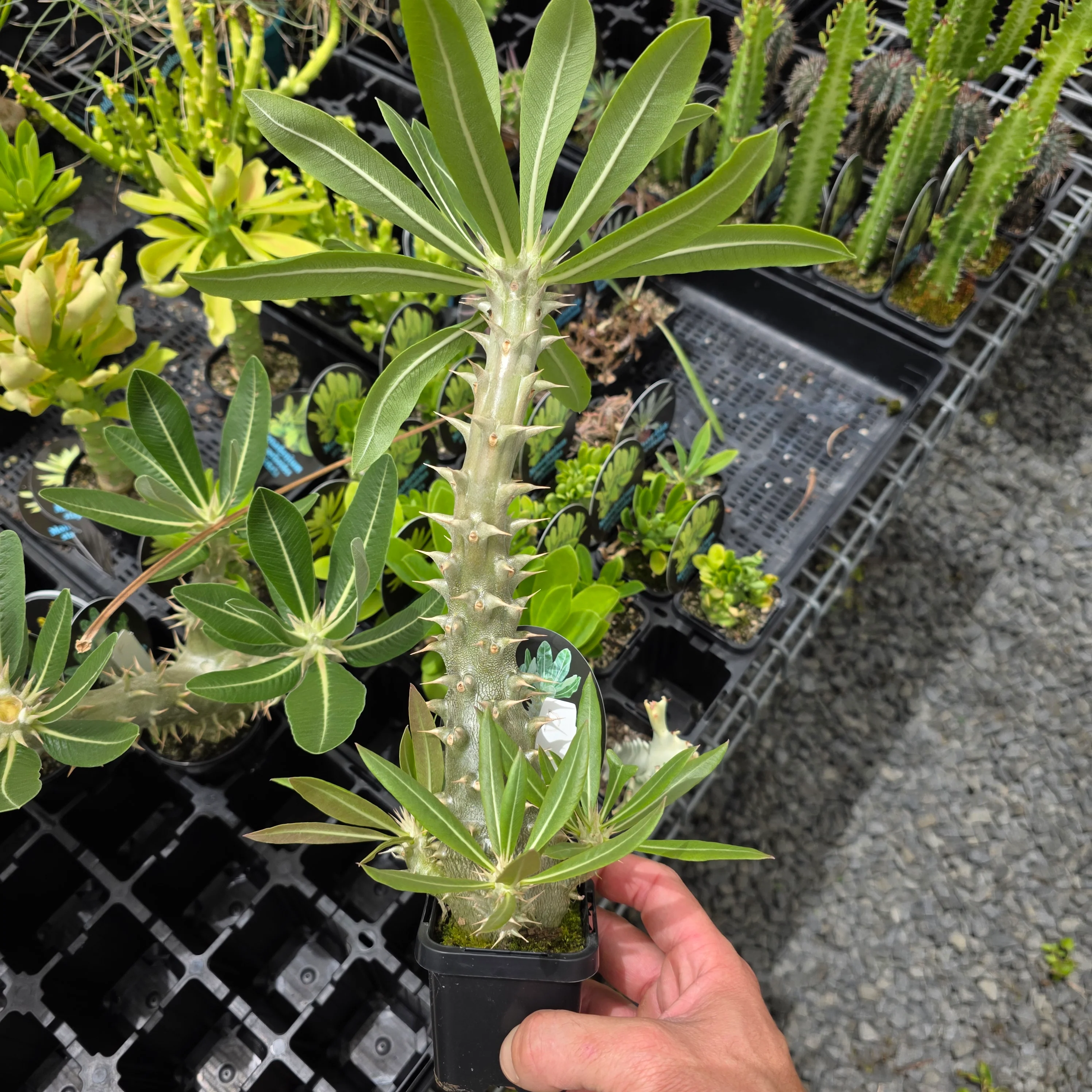 Pachypodium horombense - One Off Specials - Image 10