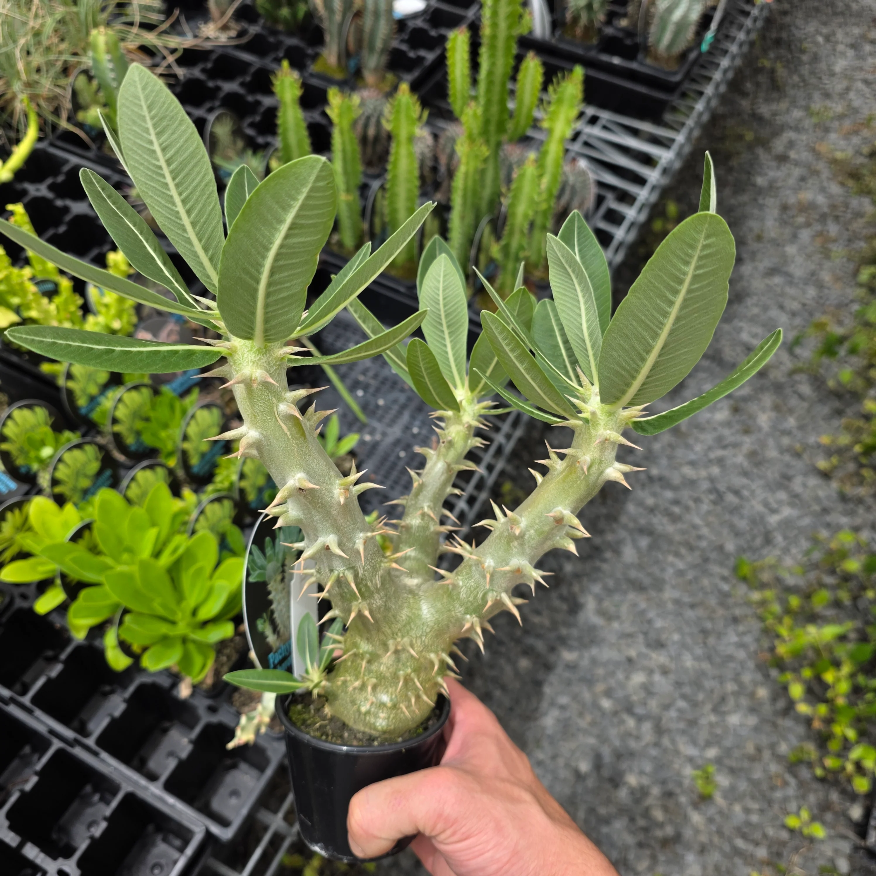 Pachypodium horombense - One Off Specials - Image 11