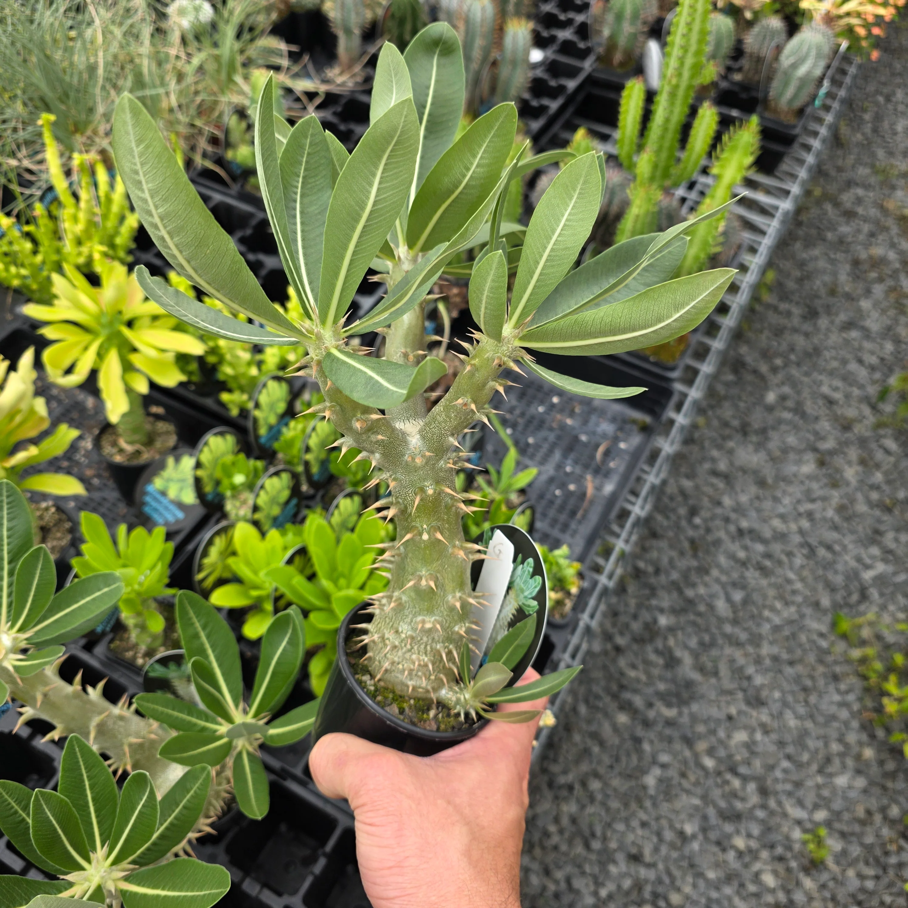Pachypodium horombense - One Off Specials - Image 12