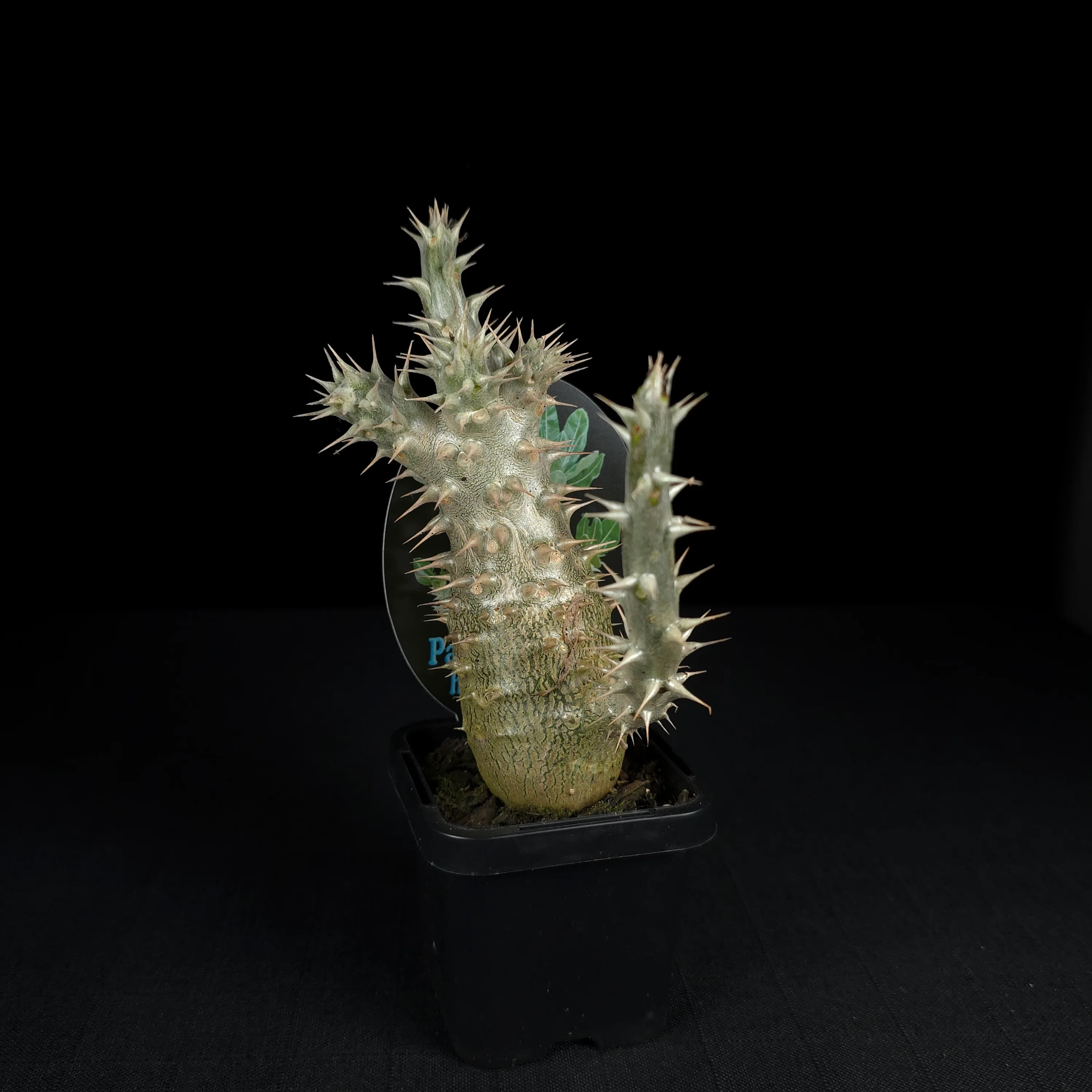 Pachypodium horombense - One Off Specials - Image 2
