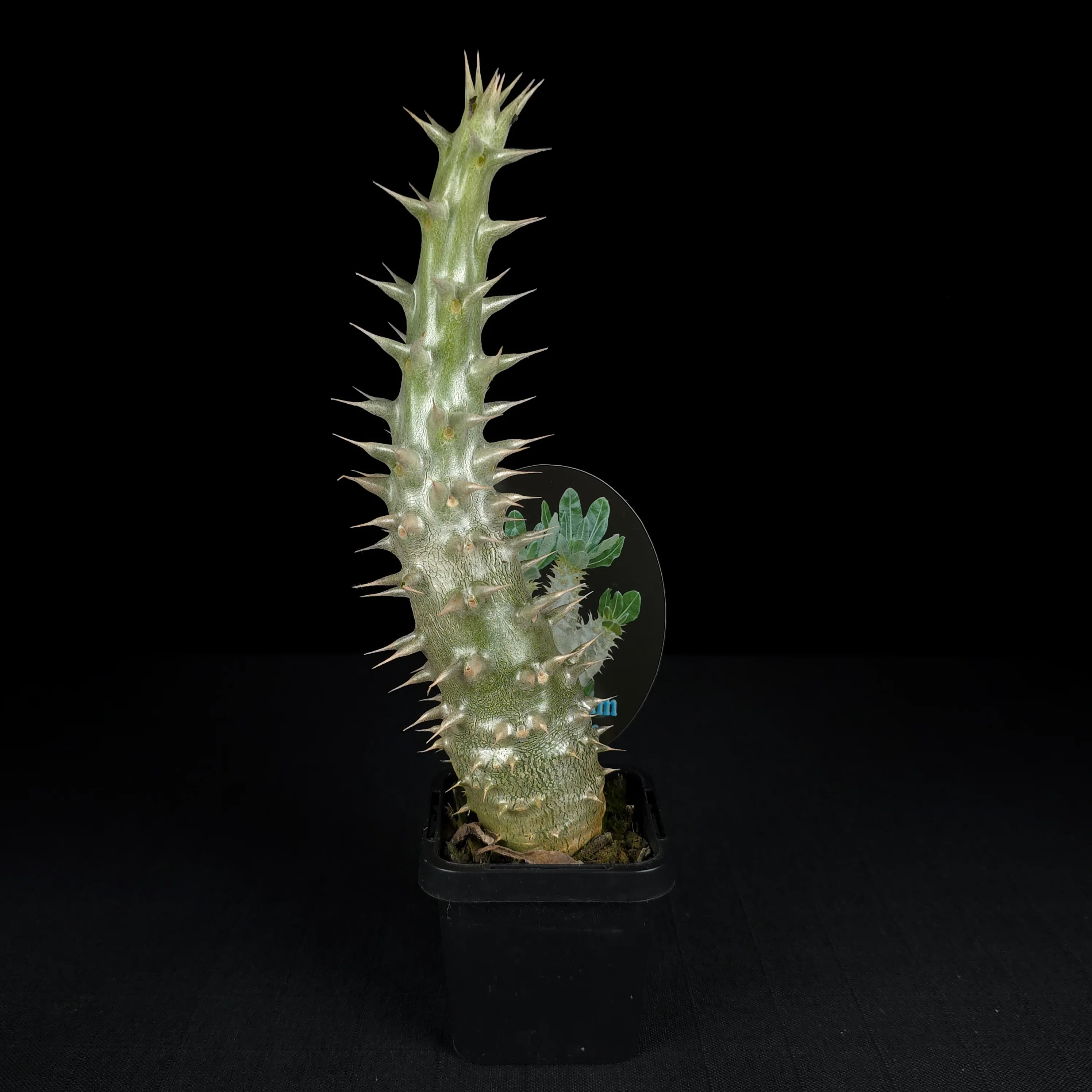 Pachypodium horombense - One Off Specials - Image 3