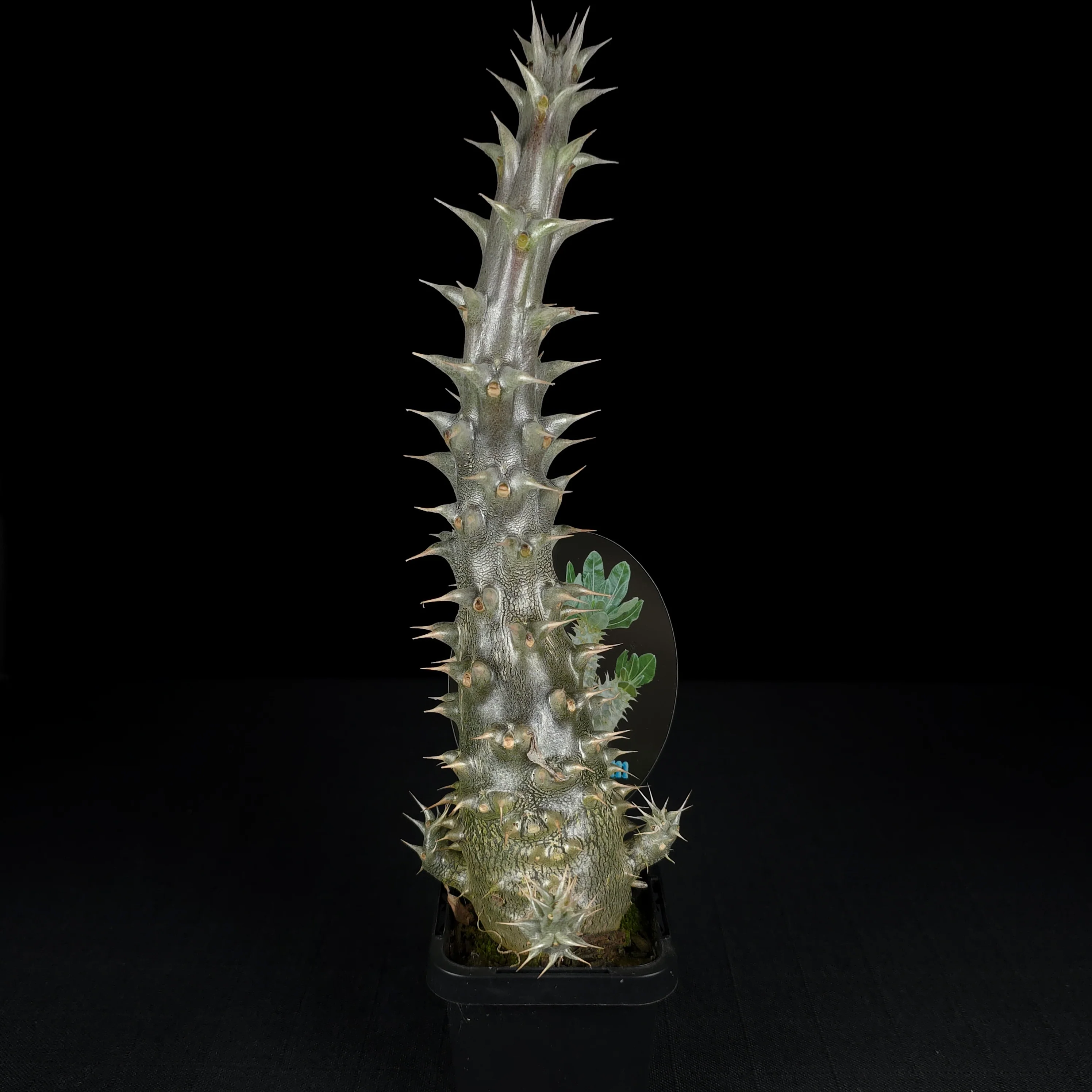 Pachypodium horombense - One Off Specials - Image 4