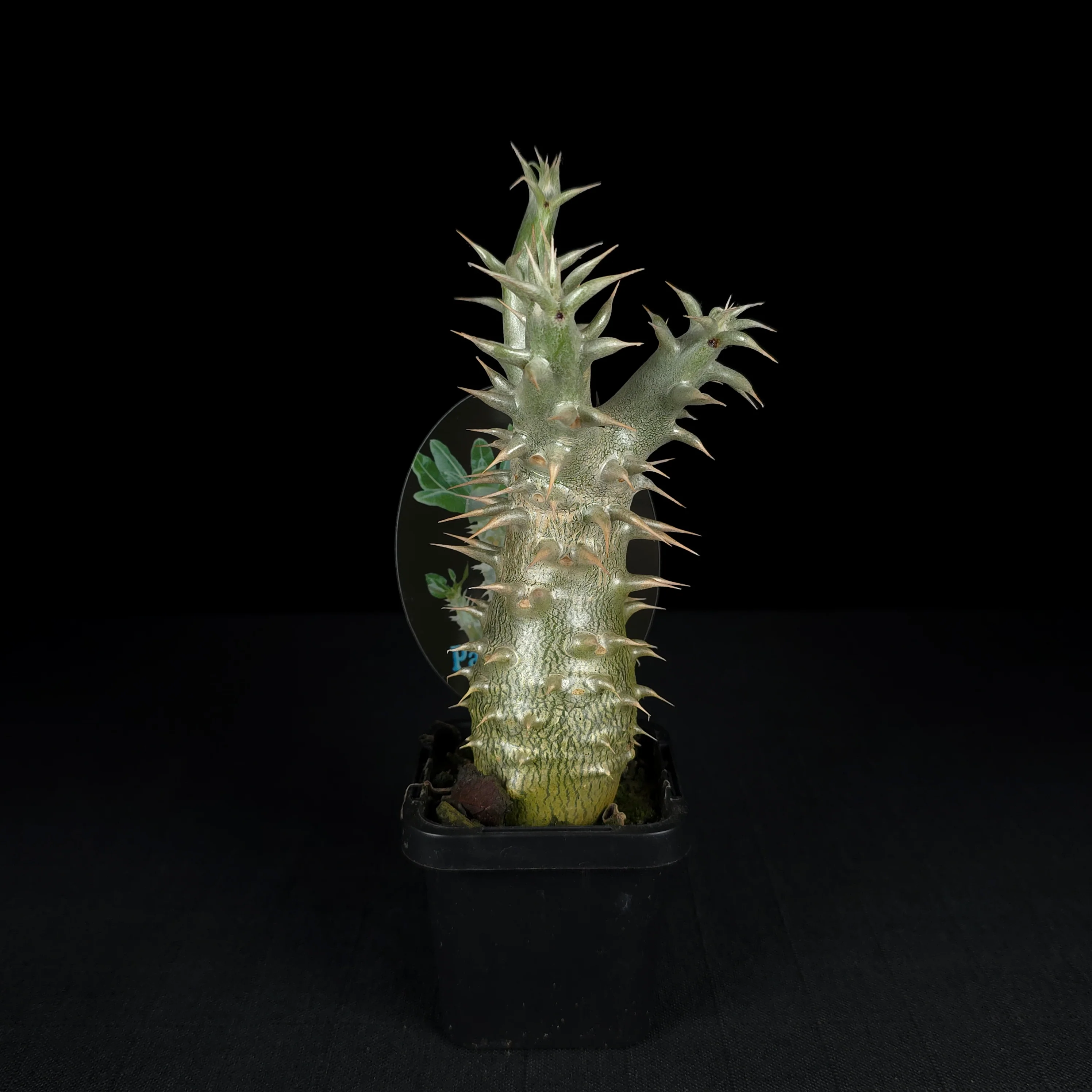 Pachypodium horombense - One Off Specials - Image 5