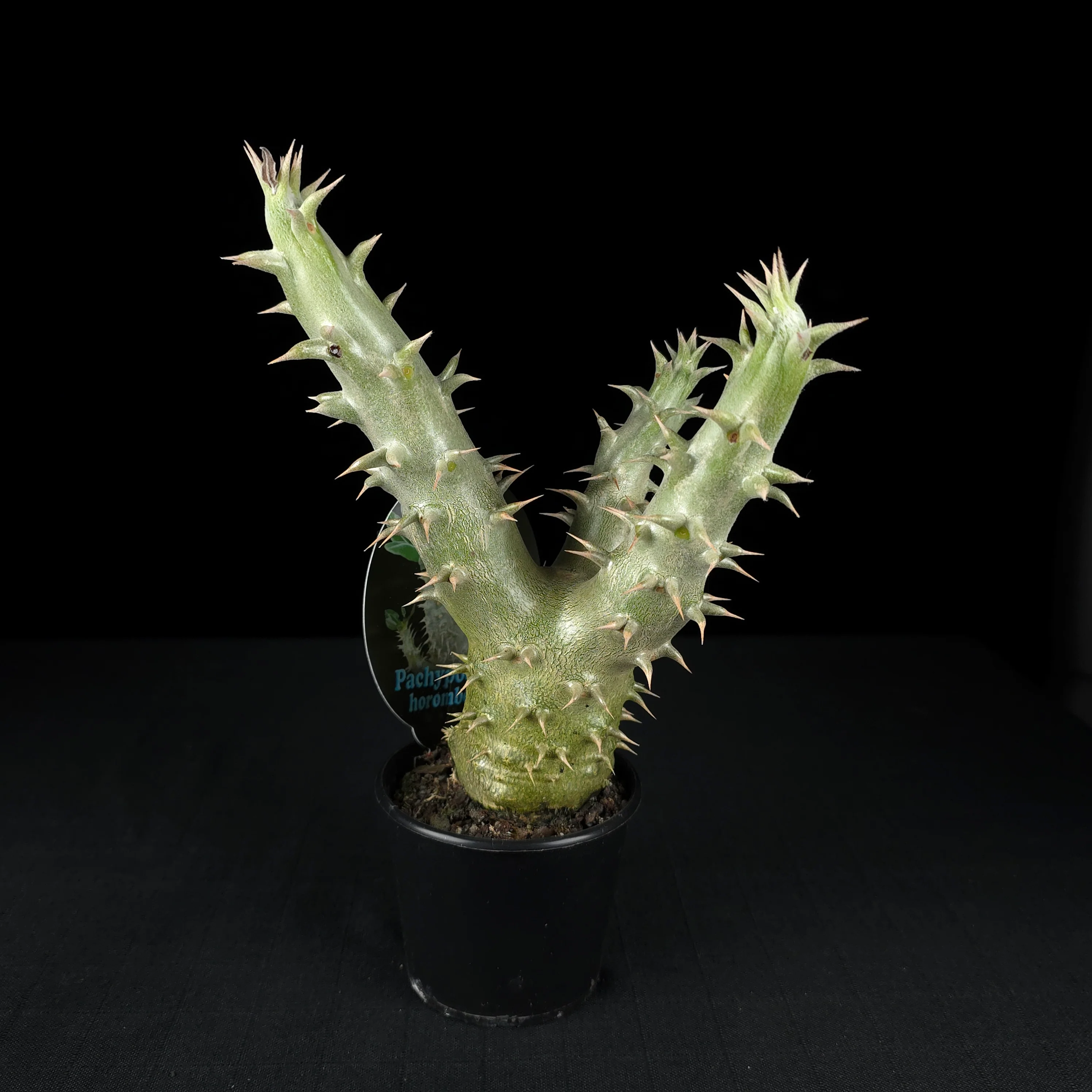 Pachypodium horombense - One Off Specials - Image 6