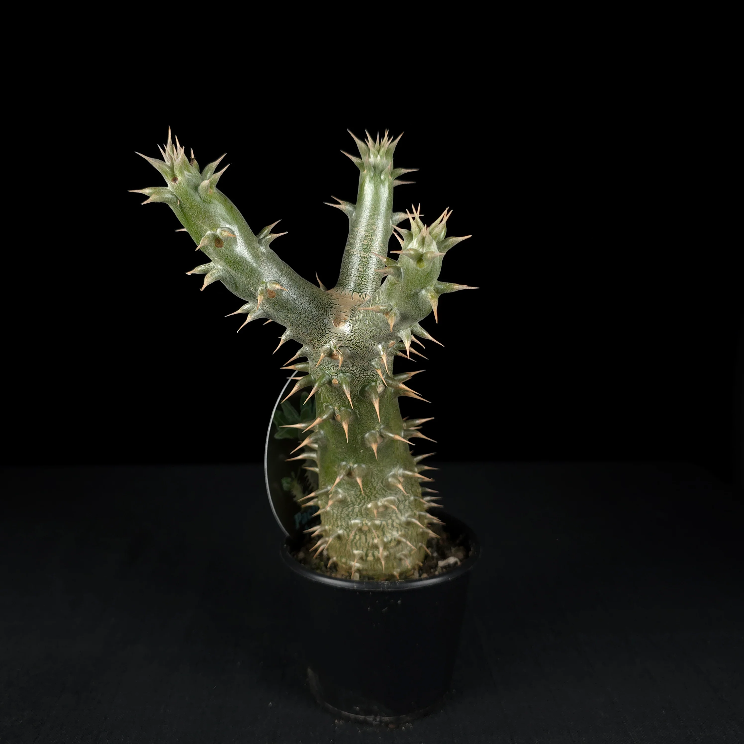 Pachypodium horombense - One Off Specials - Image 7