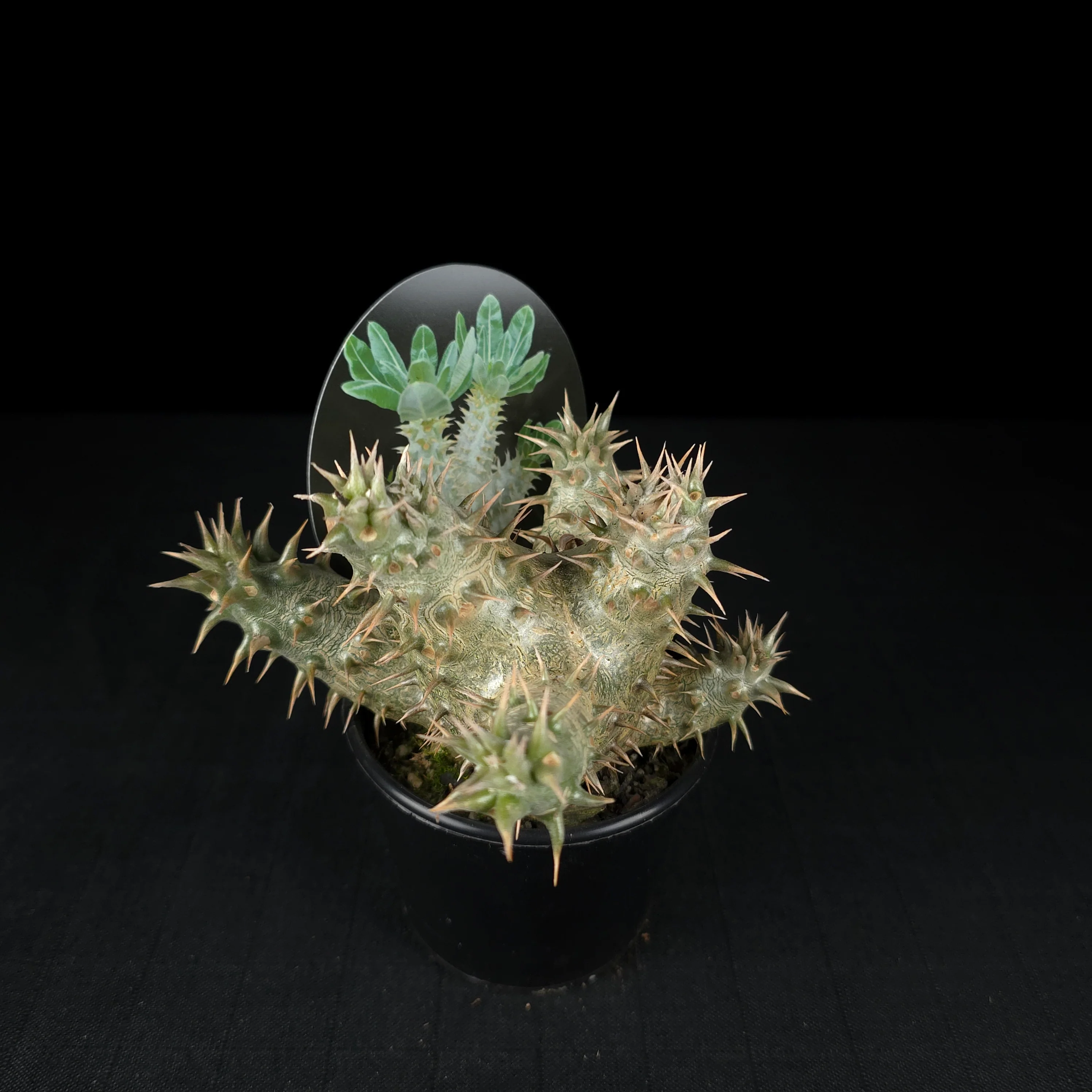 Pachypodium horombense - One Off Specials - Image 8