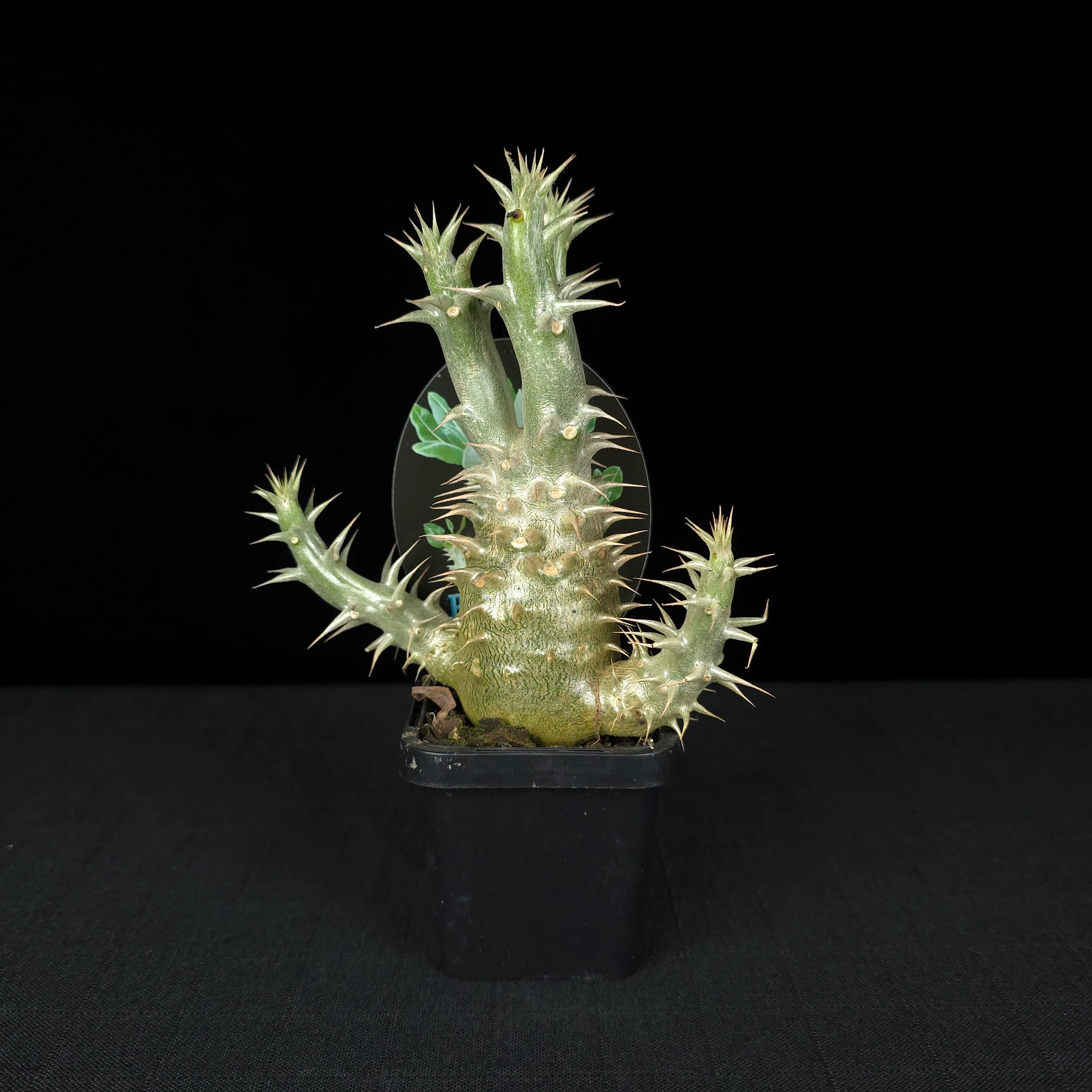 Pachypodium horombense - One Off Specials - Image 9