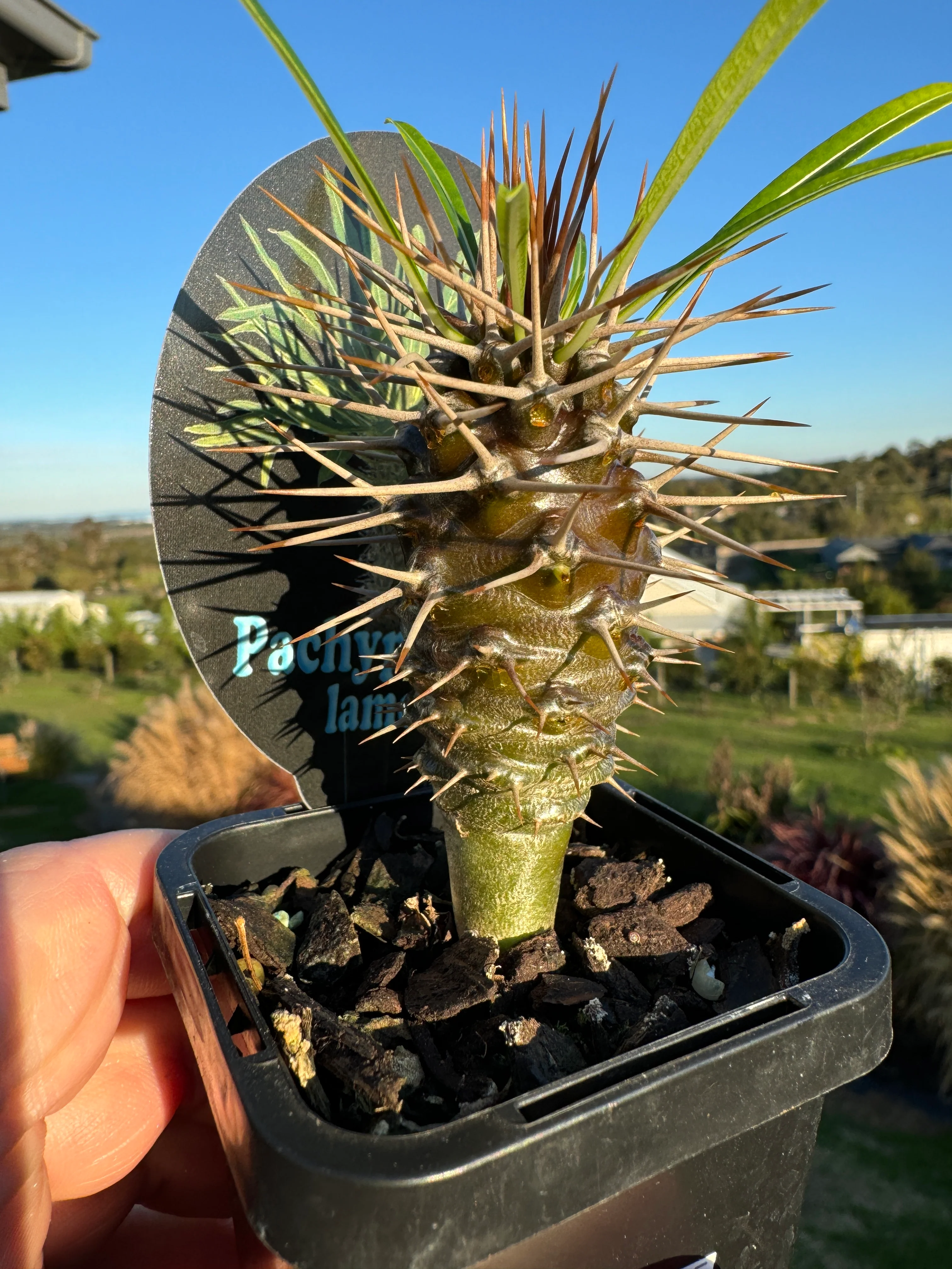 Pachypodium lamerei – Madagascar Palm - Image 2