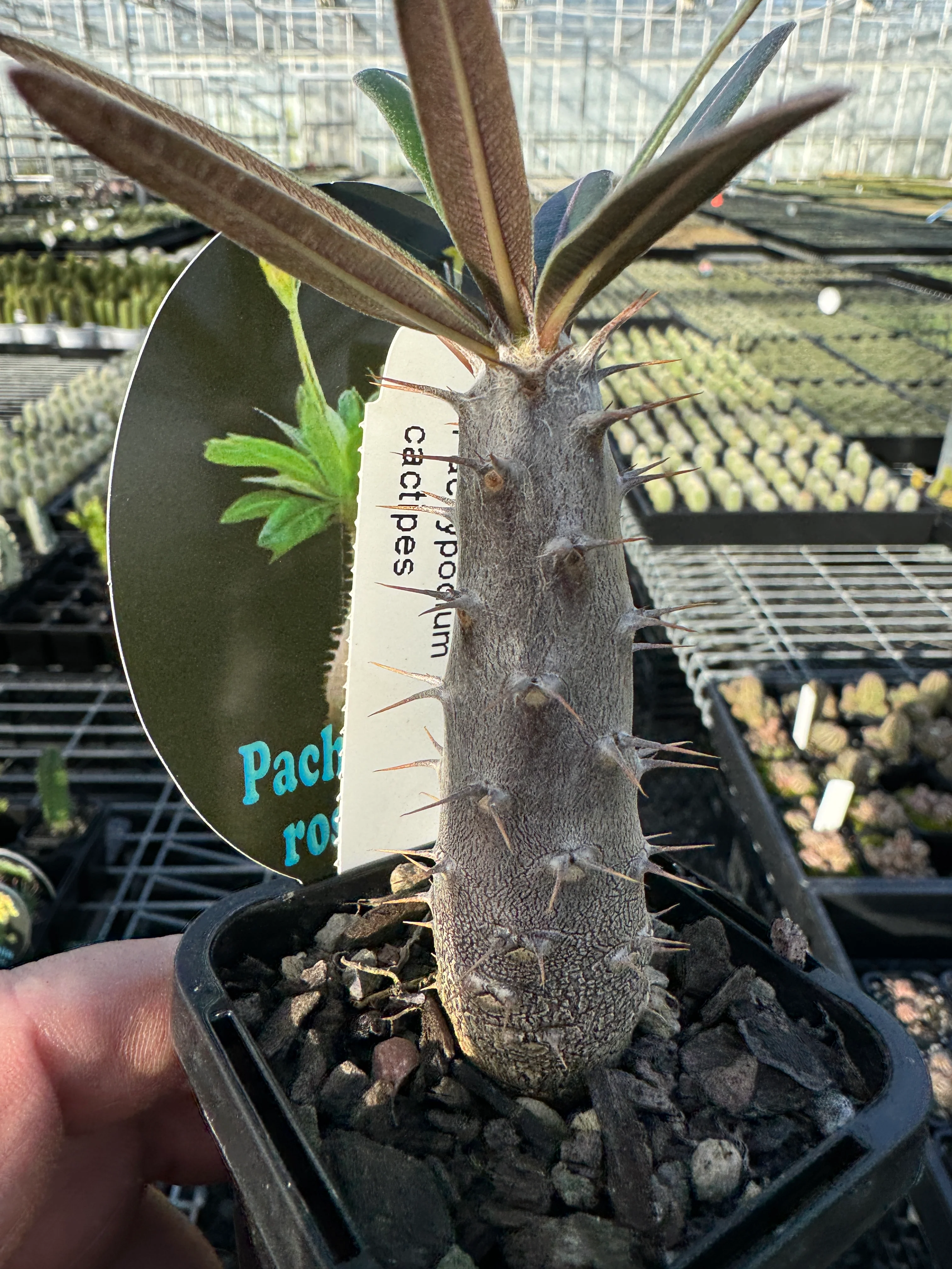 Pachypodium rosulatum subsp. cactipes - Image 6