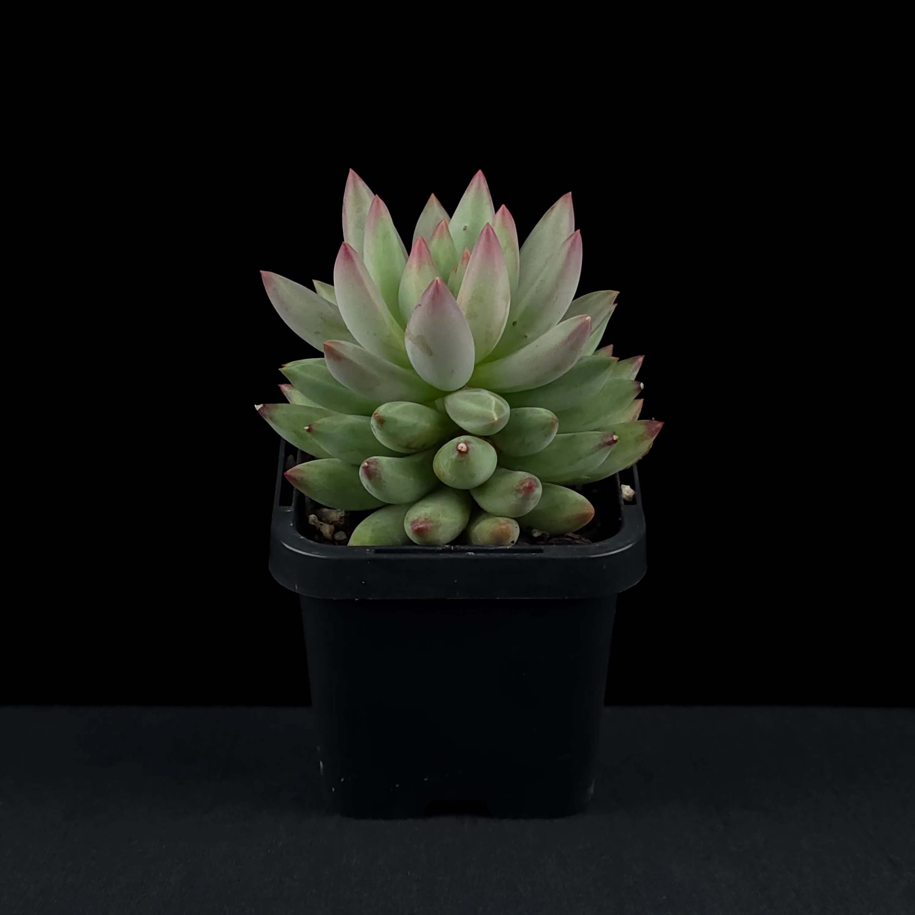Pachyveria 'Angels Finger' - Image 3