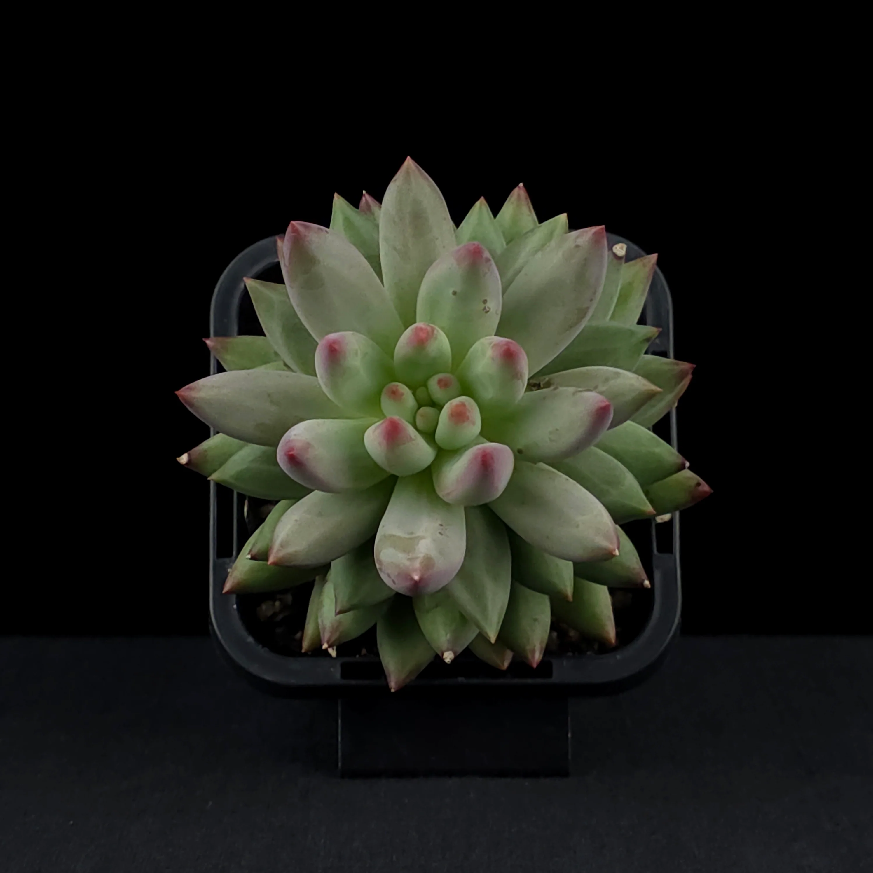 Pachyveria 'Angels Finger' - Image 4