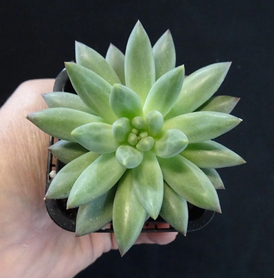 Pachyveria 'Angels Finger' - Image 5