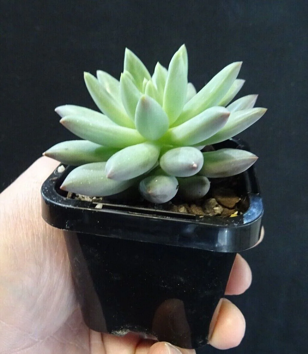Pachyveria 'Angels Finger' - Image 6