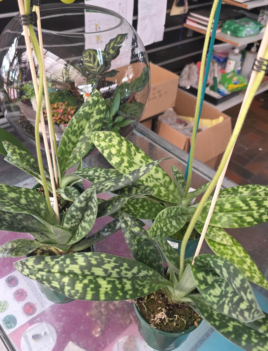 Paphiopedilum Hsinying Citron 'Account' - Image 2