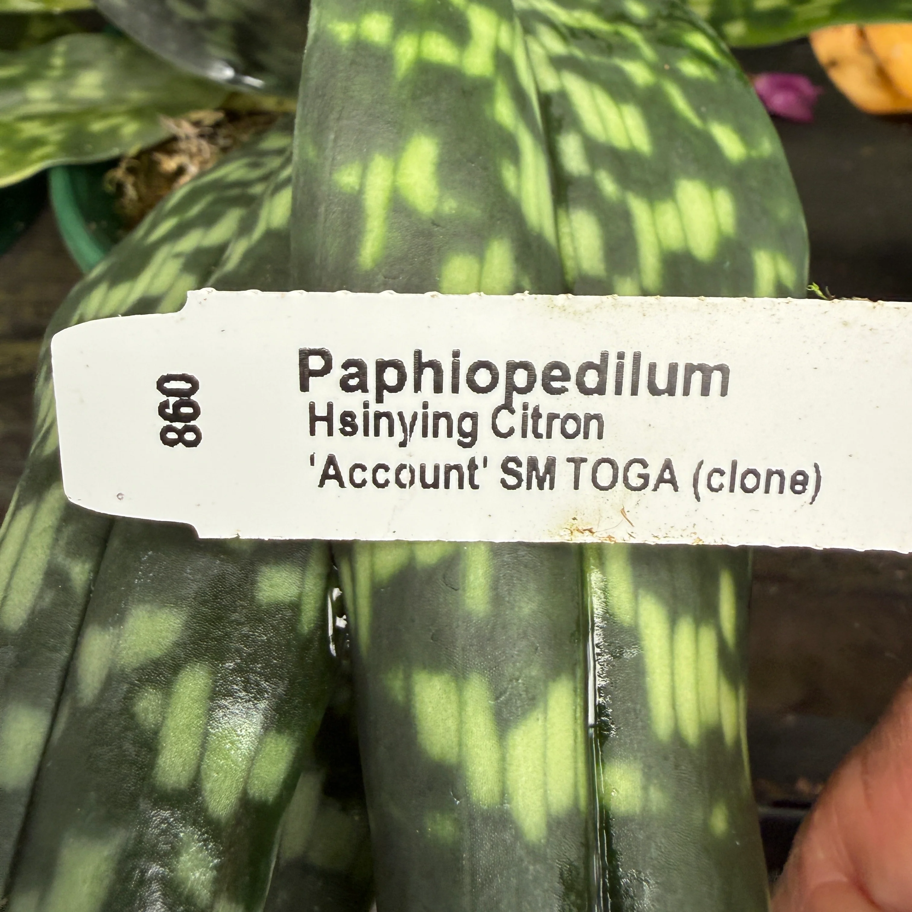 Paphiopedilum Hsinying Citron 'Account' - Image 4