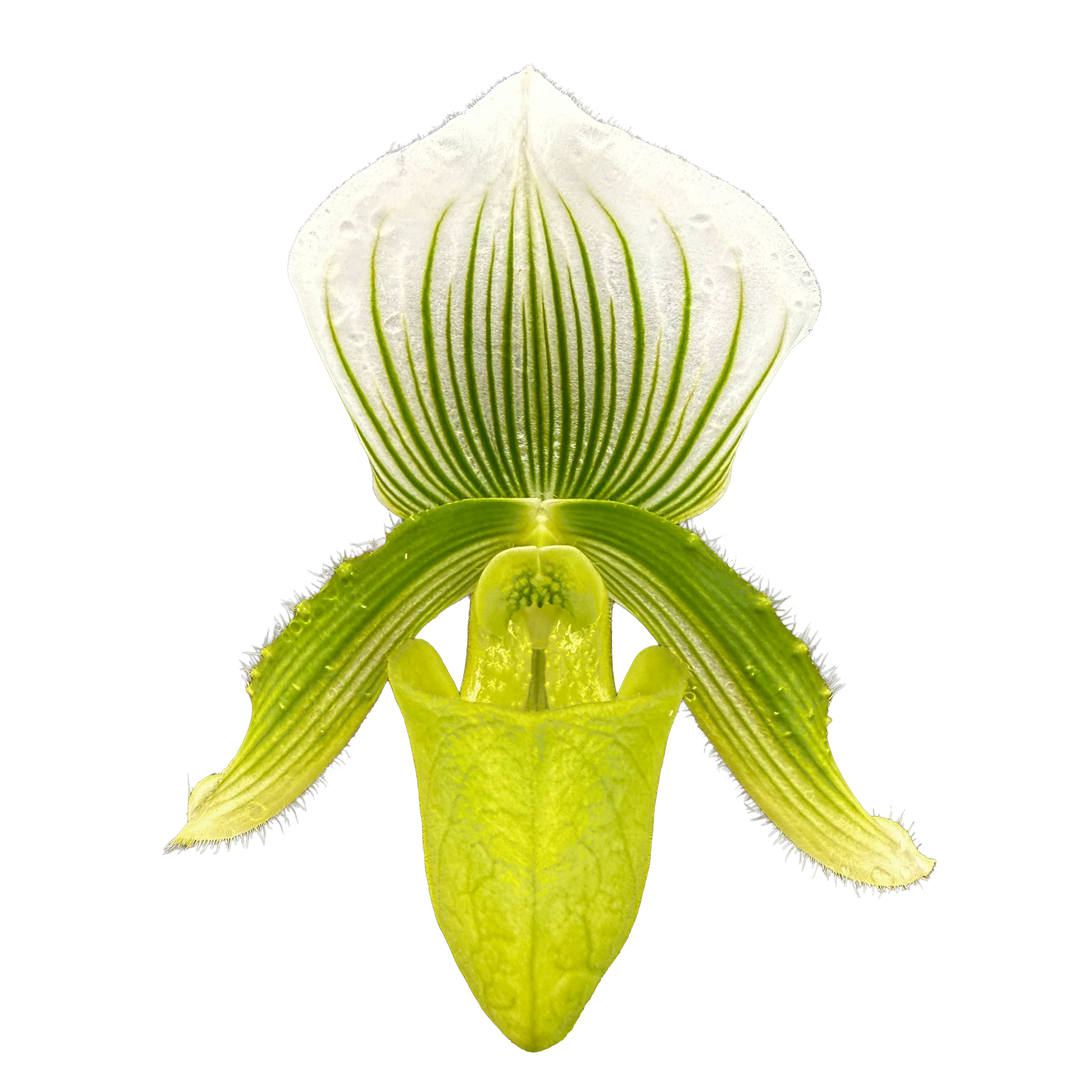 Paphiopedilum Hsinying Citron 'Account' - Image 5