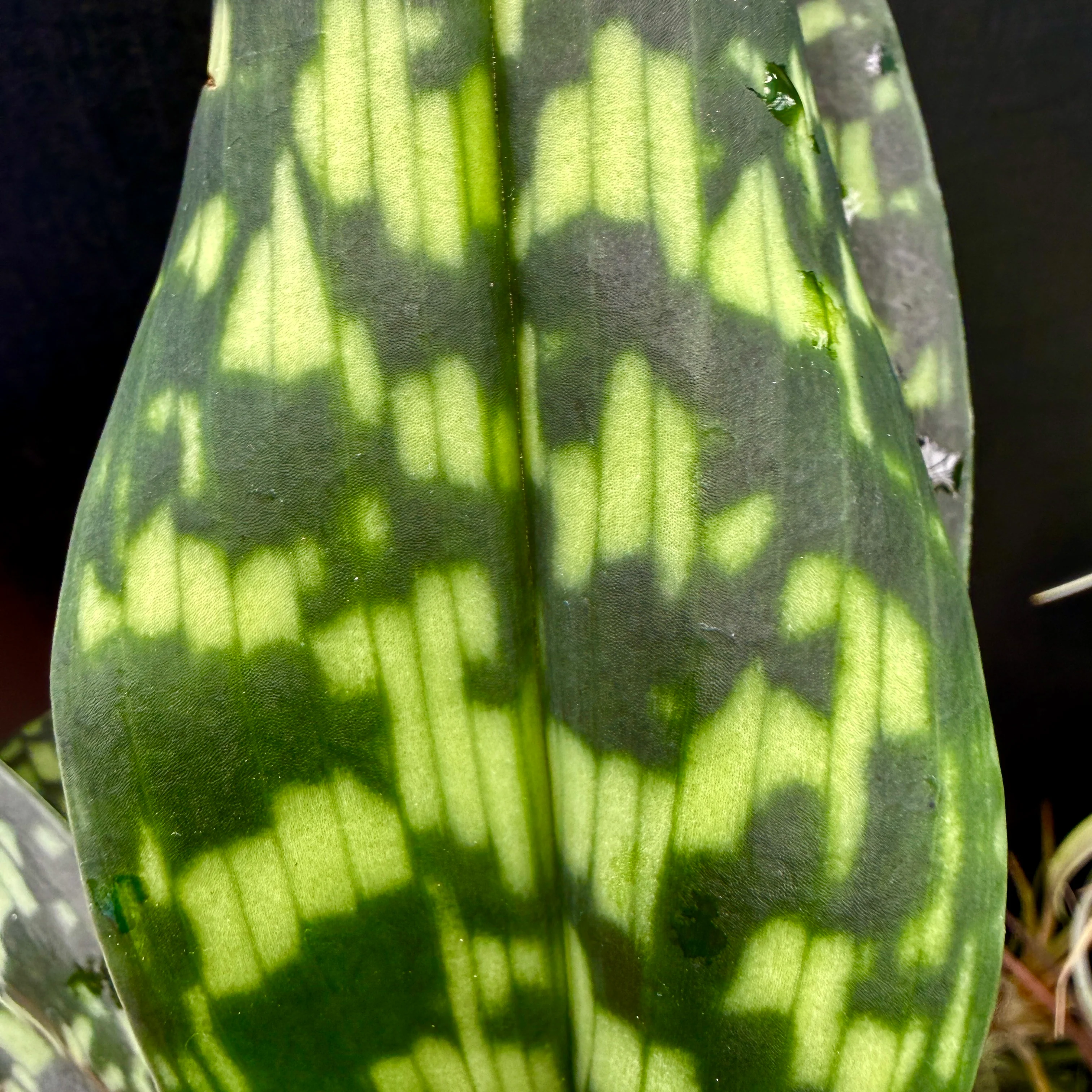 Paphiopedilum Hsinying Citron 'Account' - Image 6