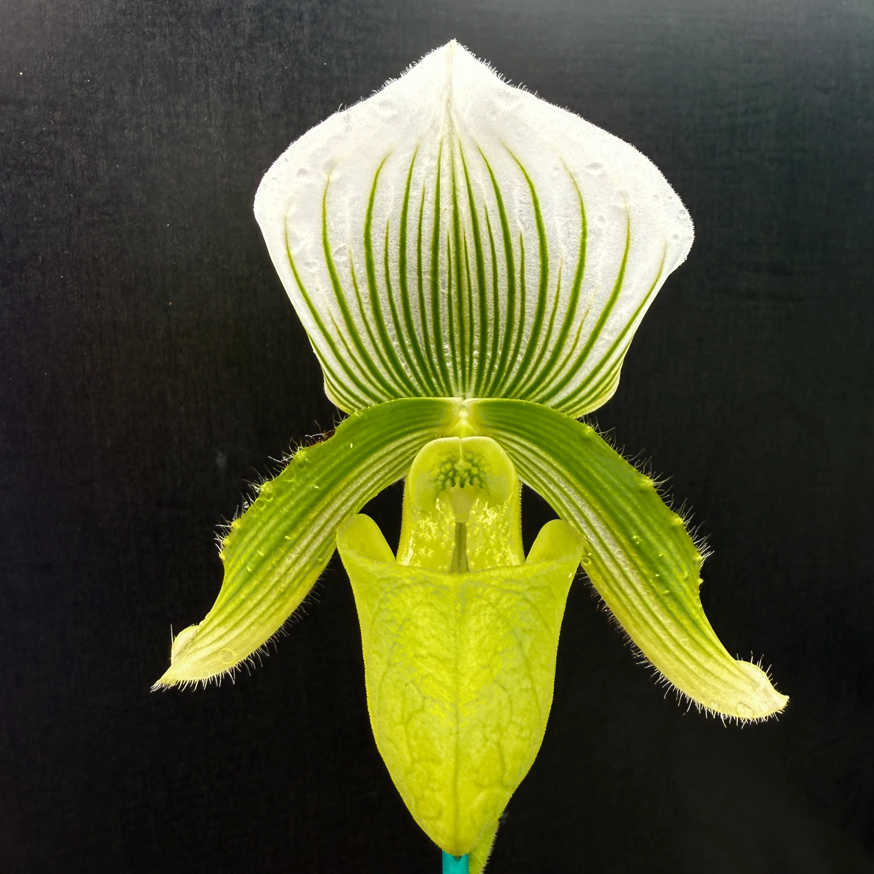 Paphiopedilum Hsinying Citron 'Account' - Image 7