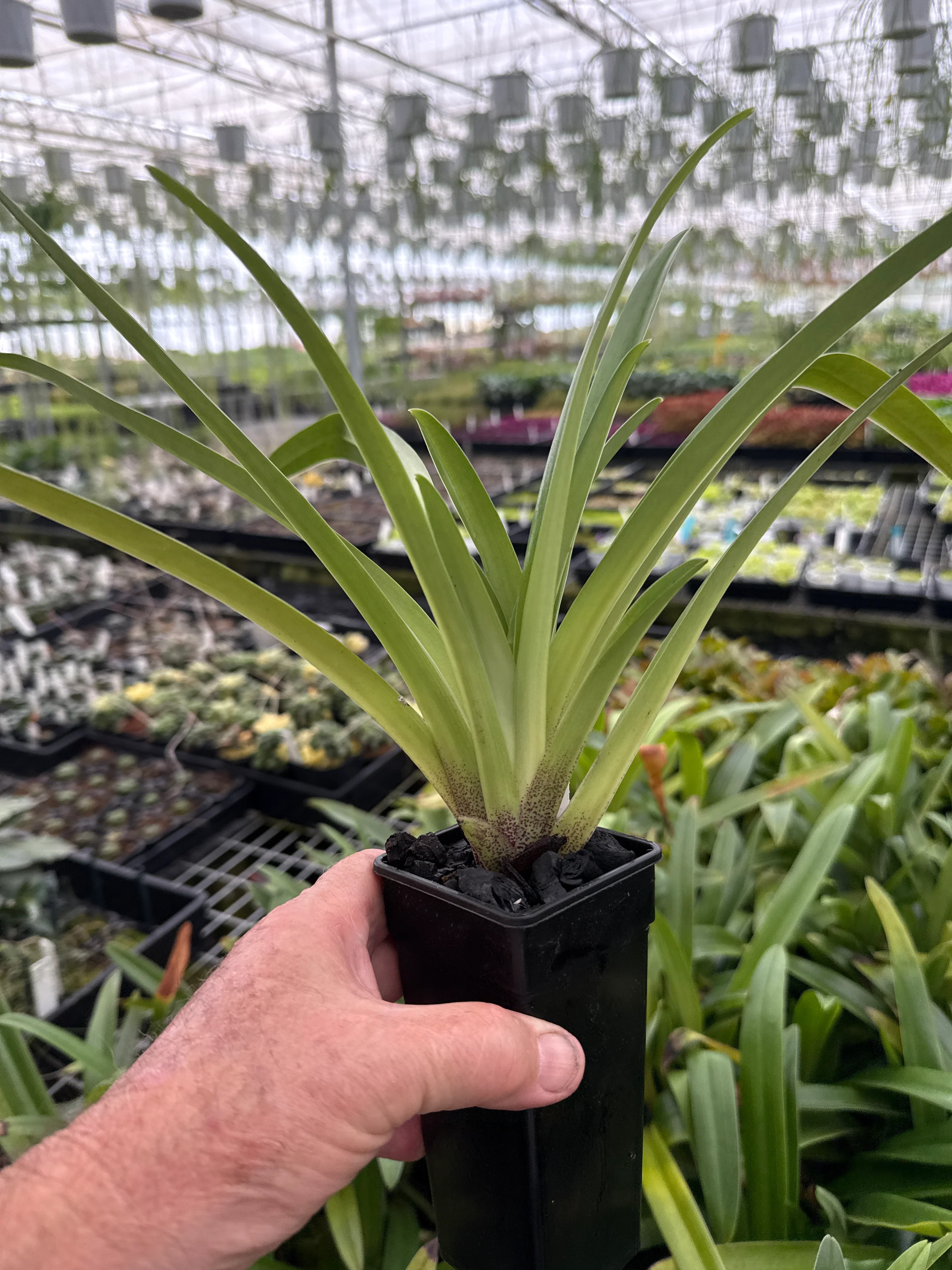 Paphiopedilum villosum - Image 3