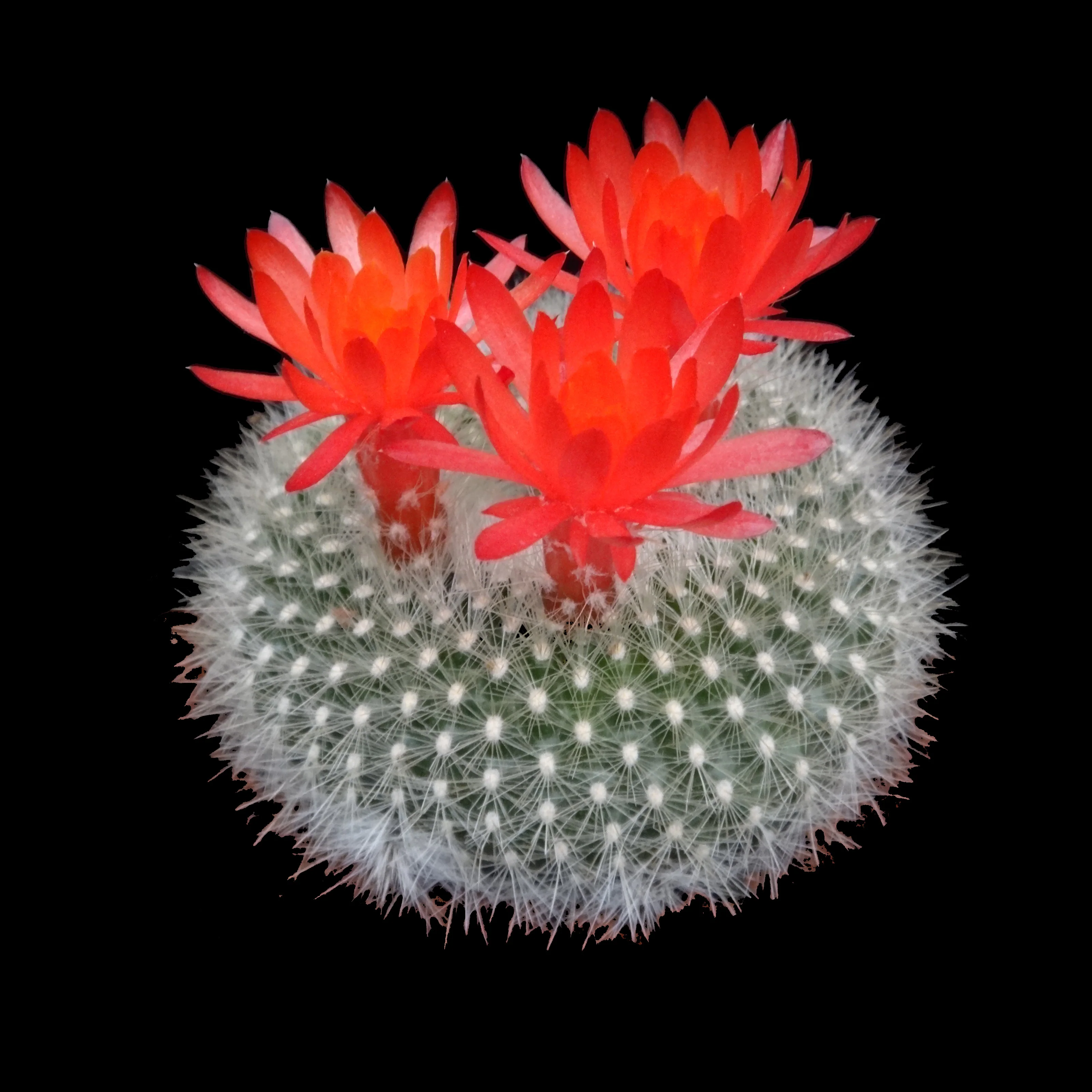 Parodia haselbergii - Scarlet Ball Cactus