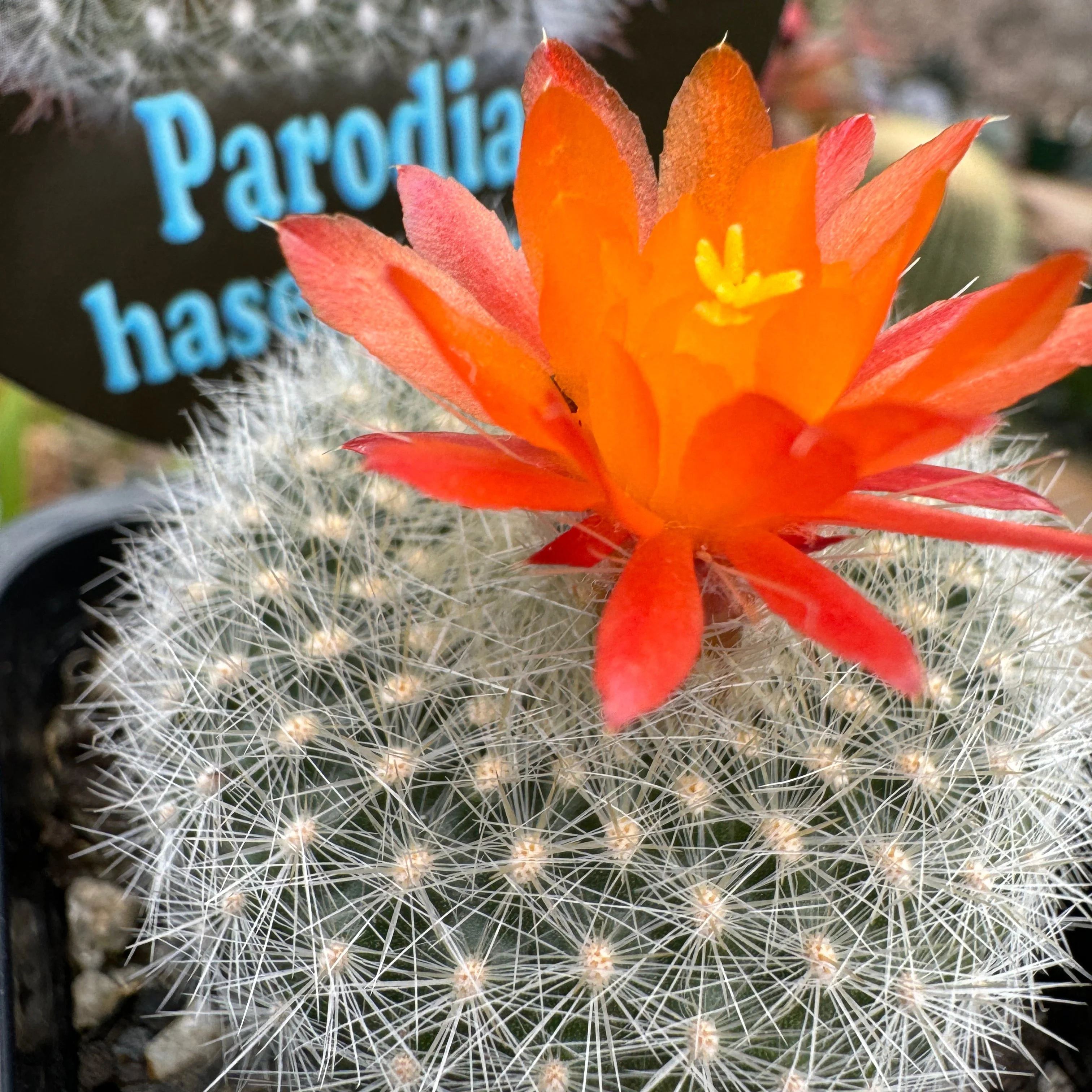 Parodia haselbergii - Scarlet Ball Cactus - Image 2