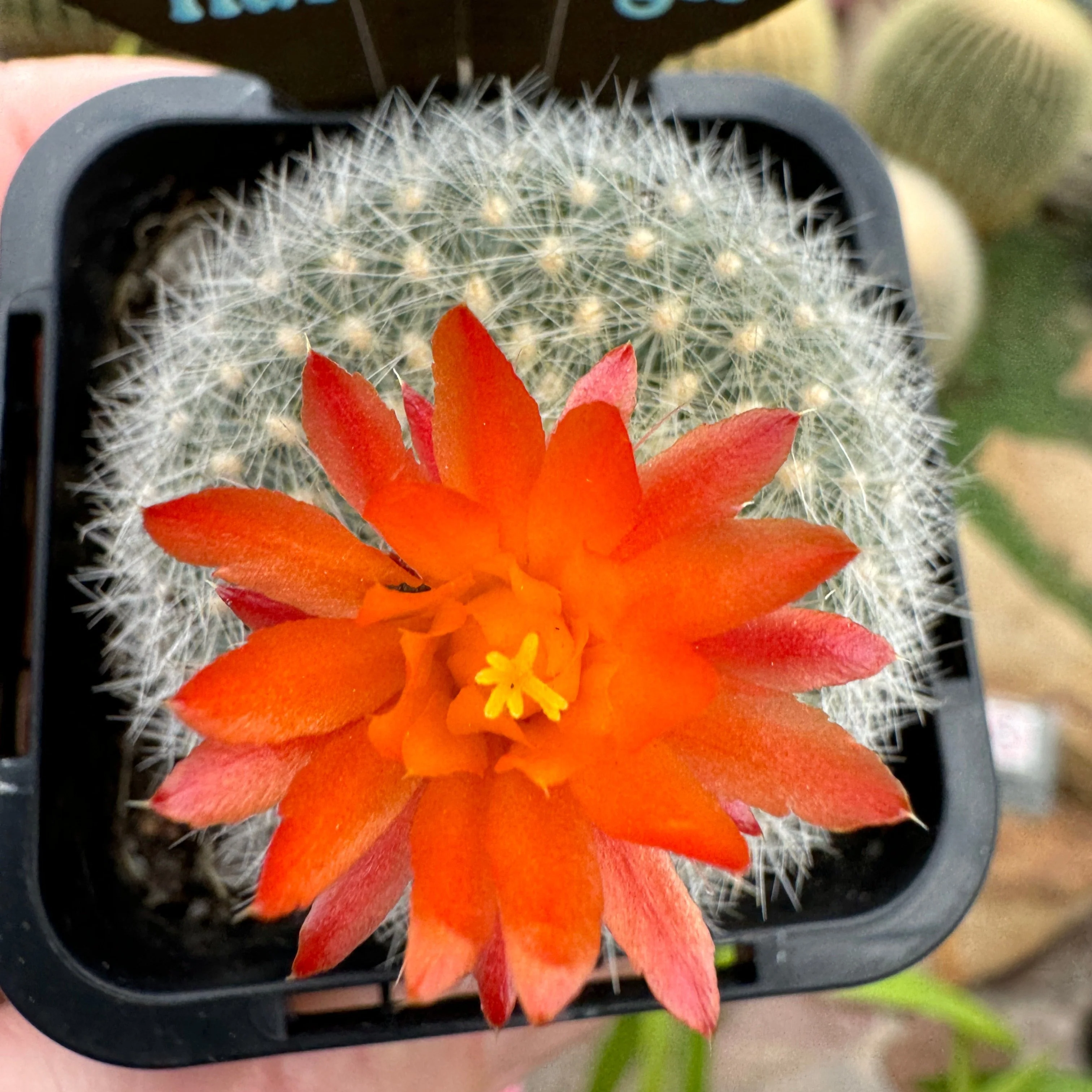 Parodia haselbergii - Scarlet Ball Cactus - Image 3