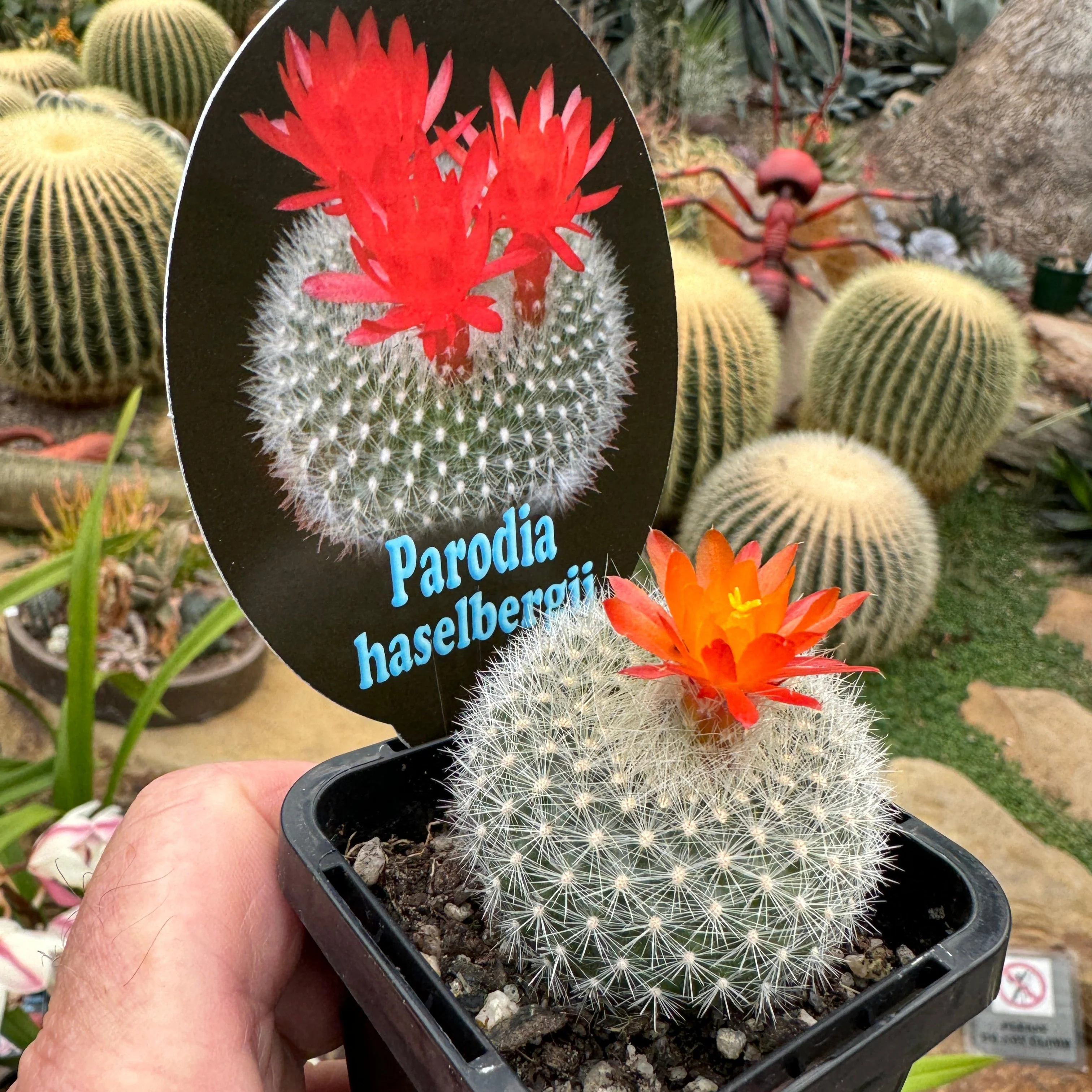 Parodia haselbergii - Scarlet Ball Cactus - Image 4