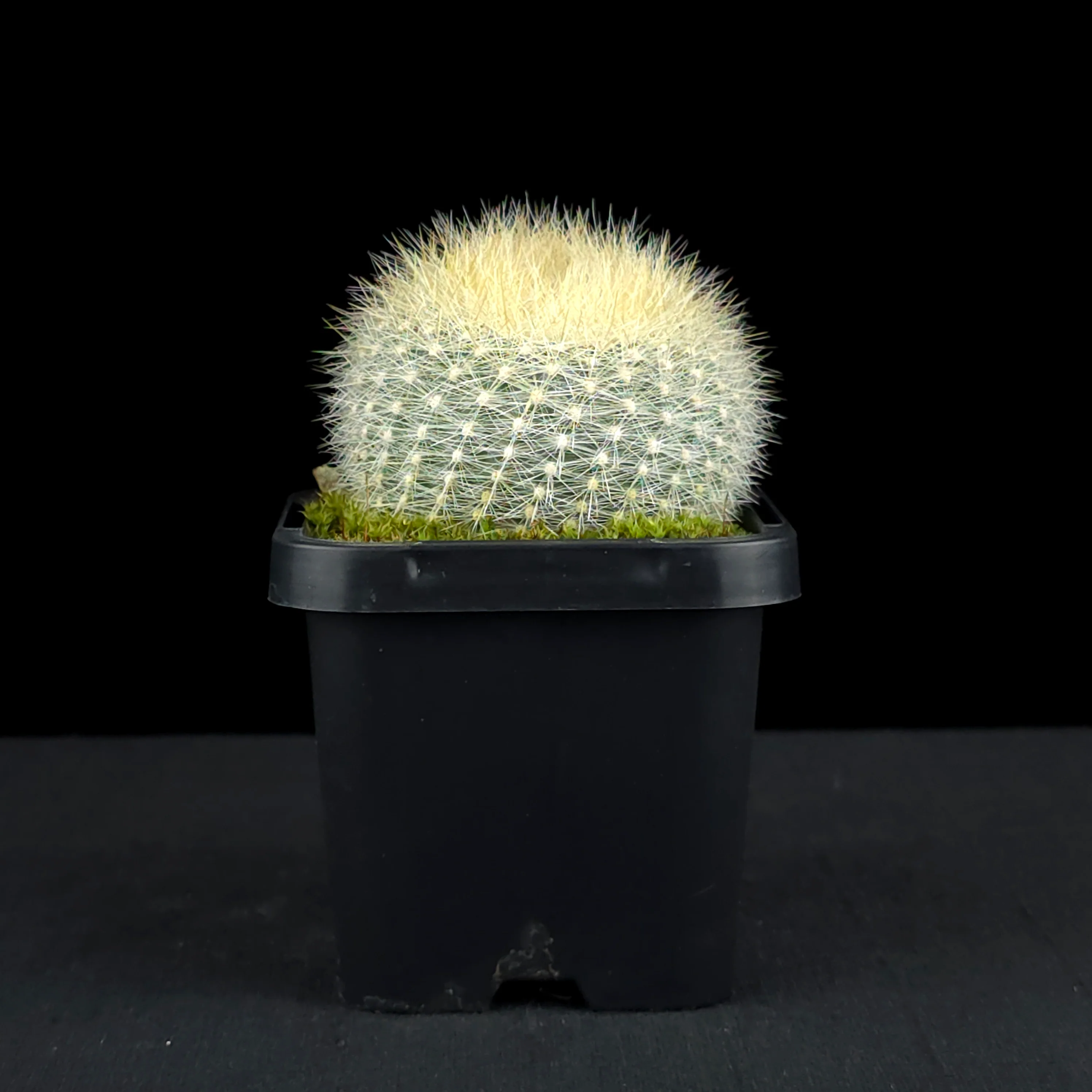 Parodia haselbergii - Scarlet Ball Cactus - Image 5
