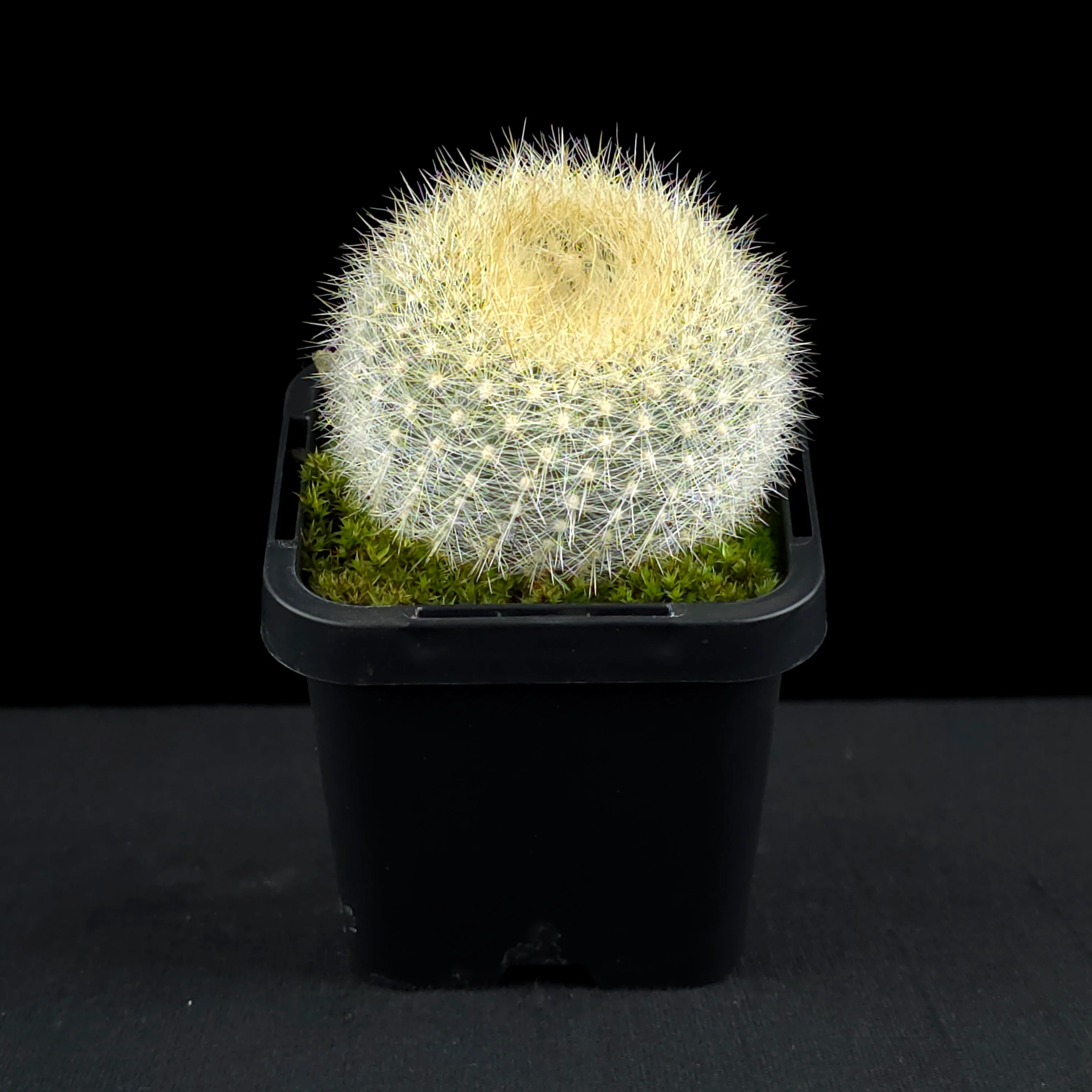 Parodia haselbergii - Scarlet Ball Cactus - Image 6
