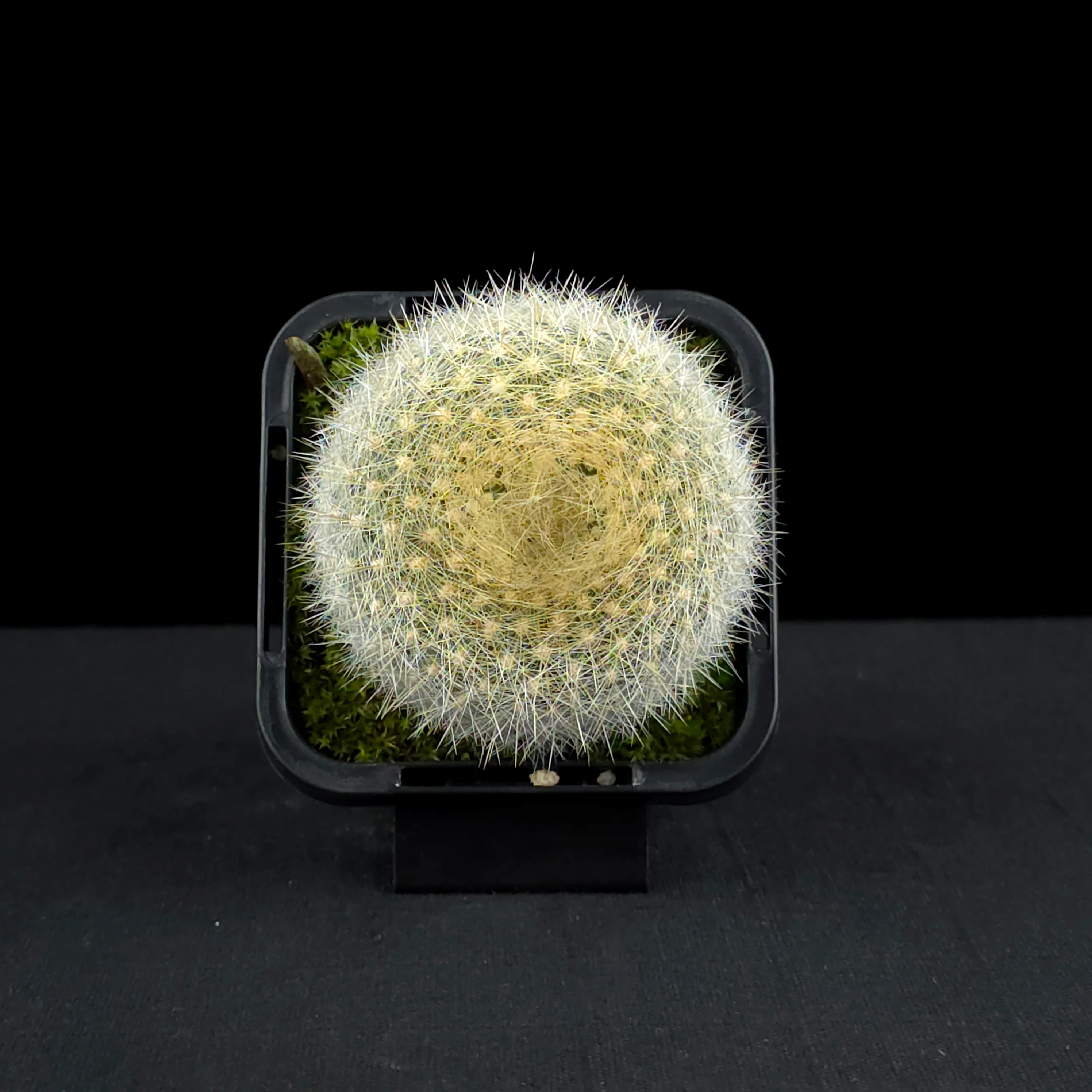 Parodia haselbergii - Scarlet Ball Cactus - Image 7