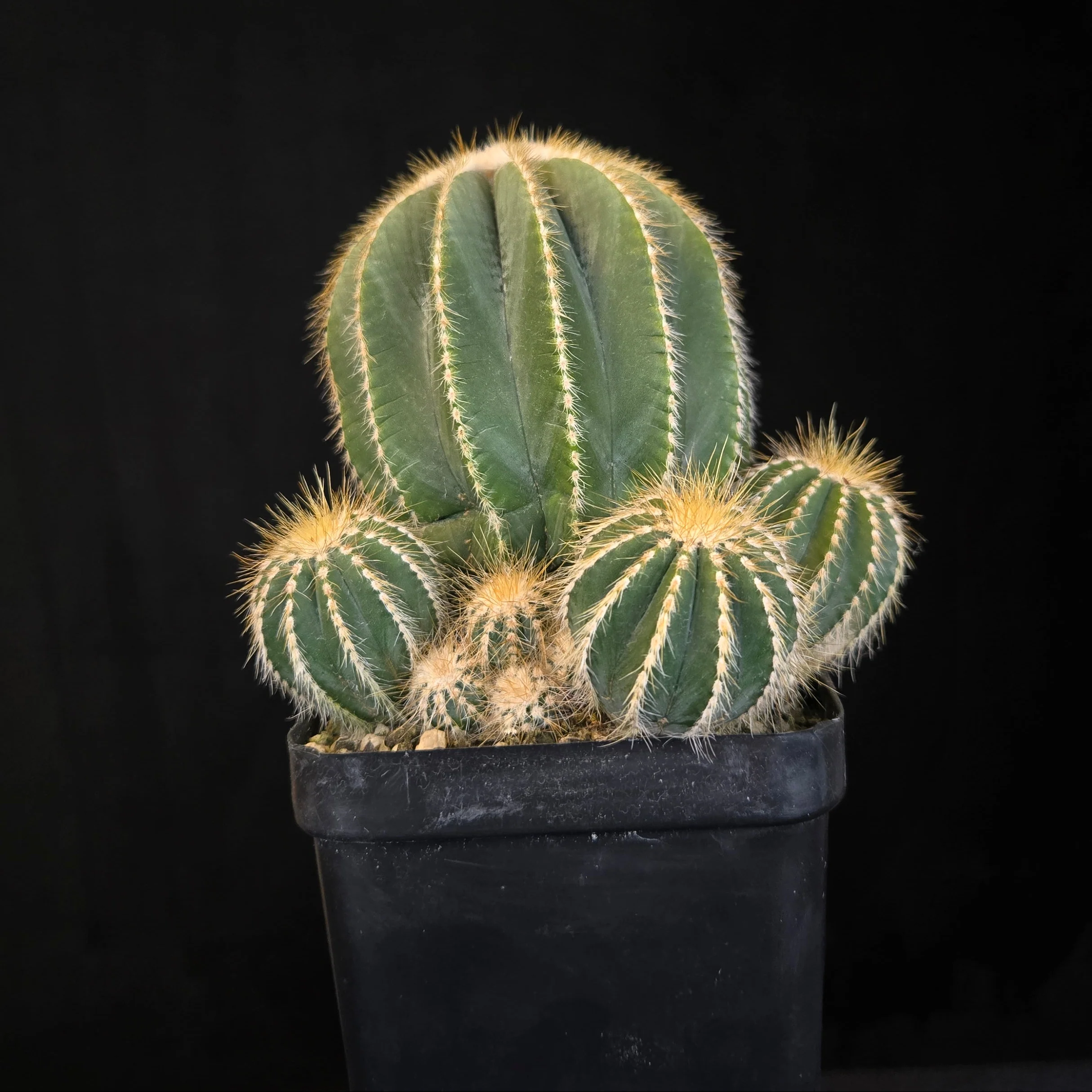 Parodia magnifica (syn. Notocactus) - Image 2