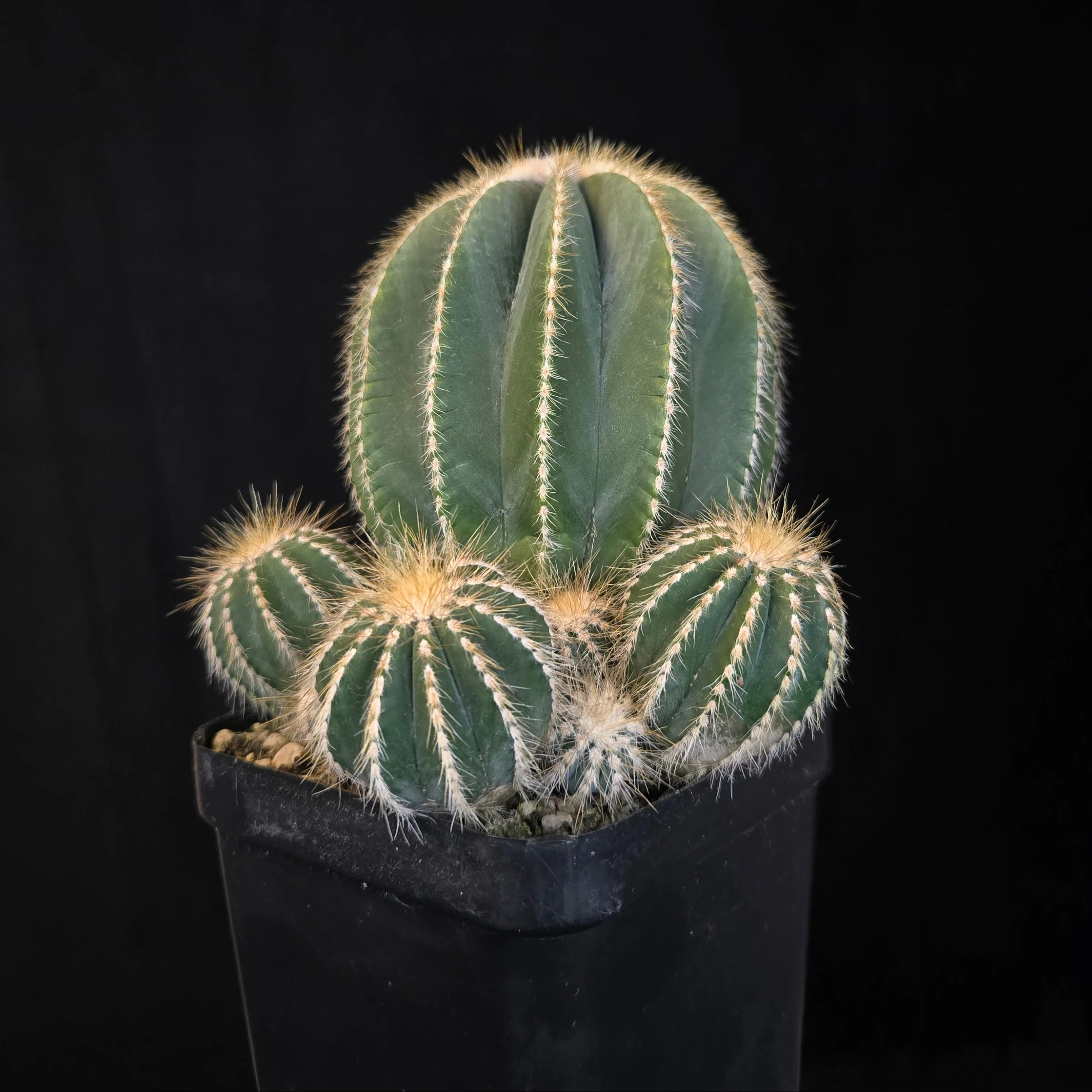 Parodia magnifica (syn. Notocactus) - Image 3