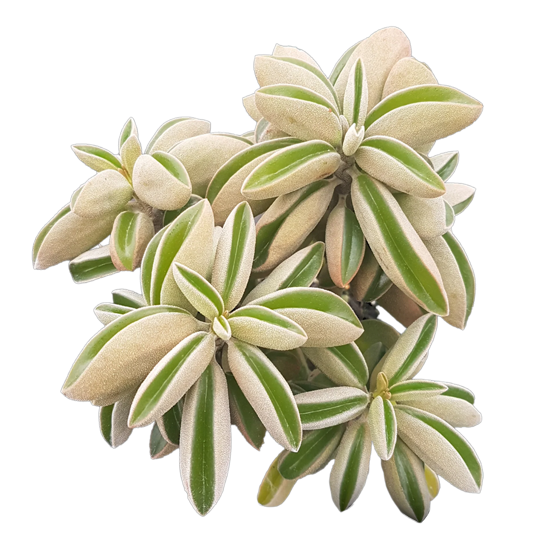 Peperomia asperula