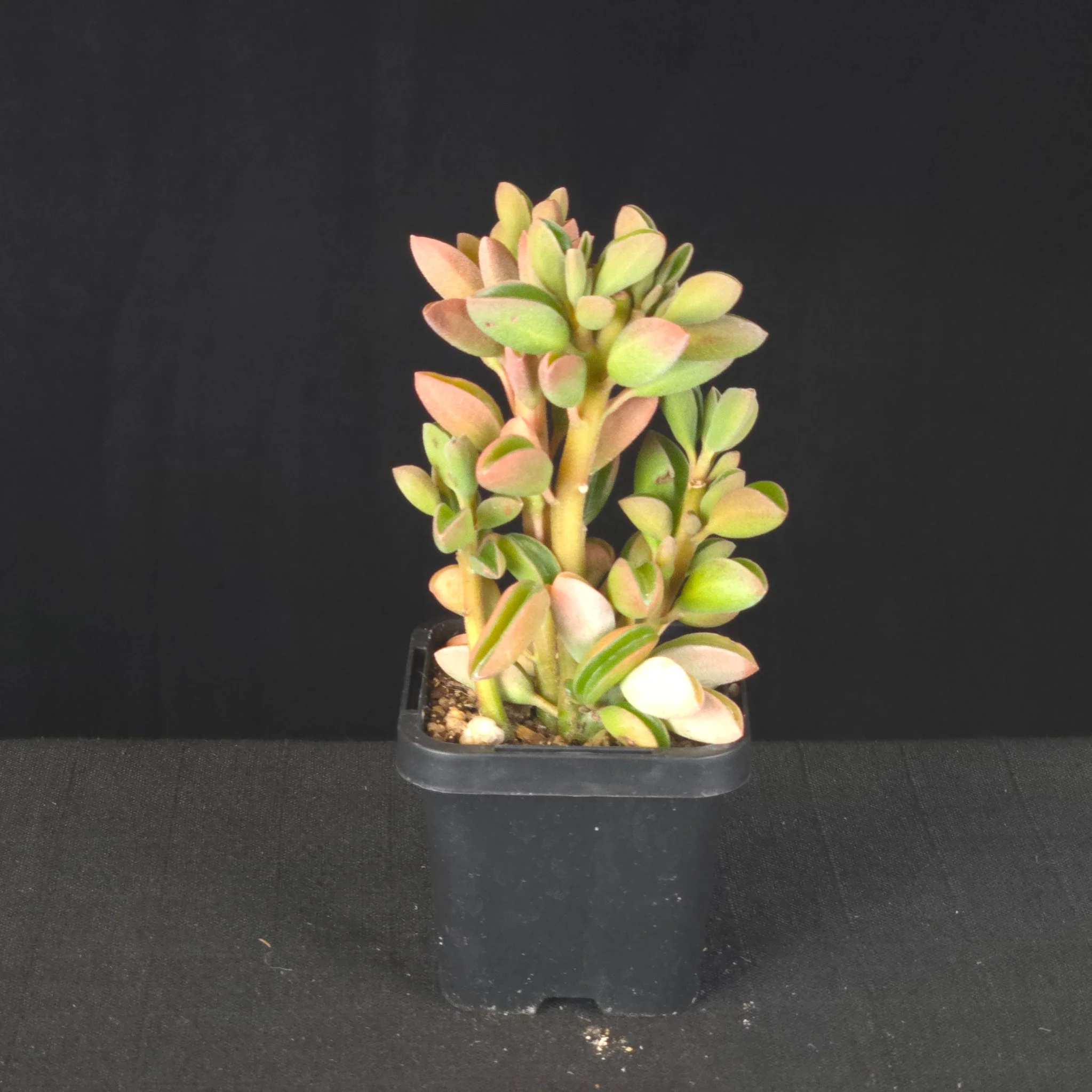 Peperomia asperula - Image 2