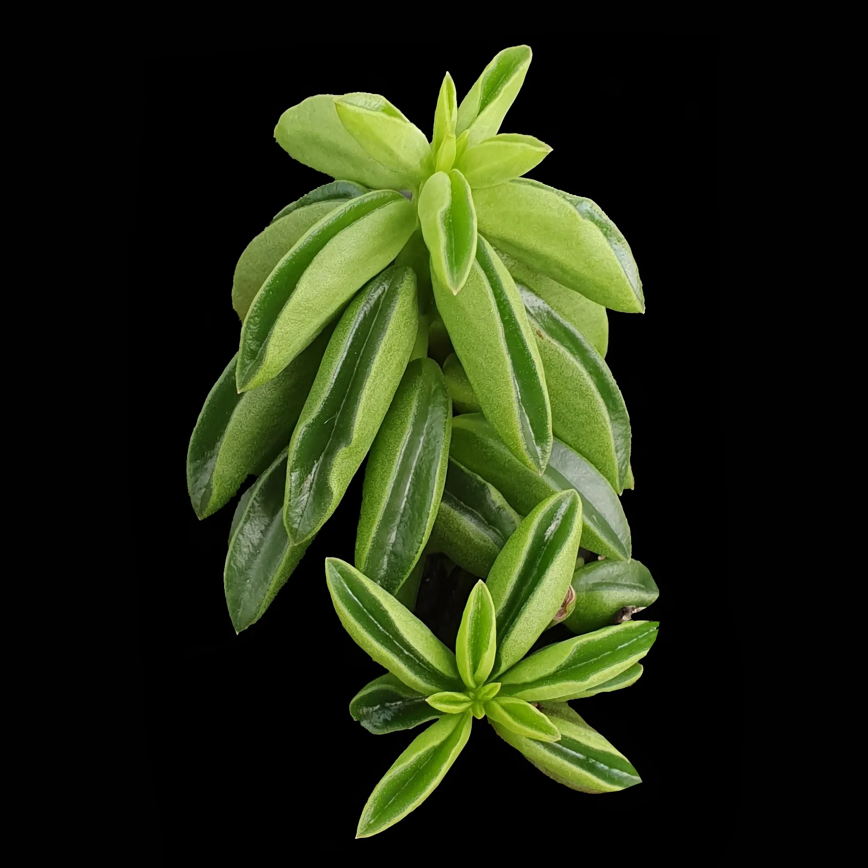 Peperomia dolabriformis 'Ecuador'