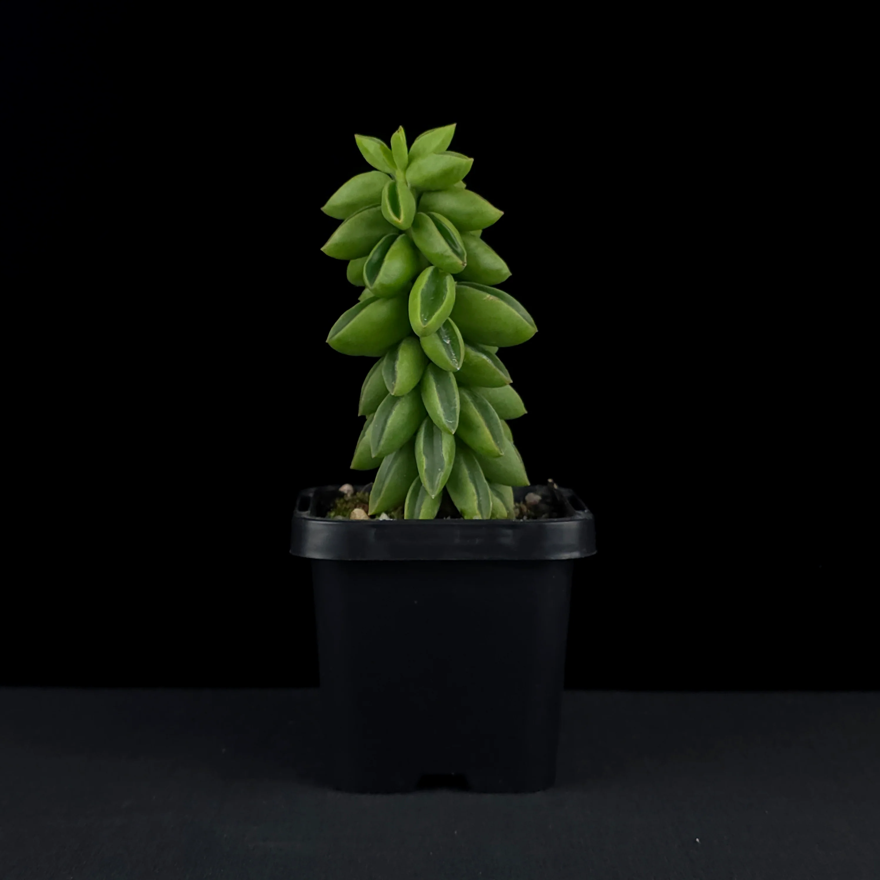 Peperomia dolabriformis 'Ecuador' - Image 2