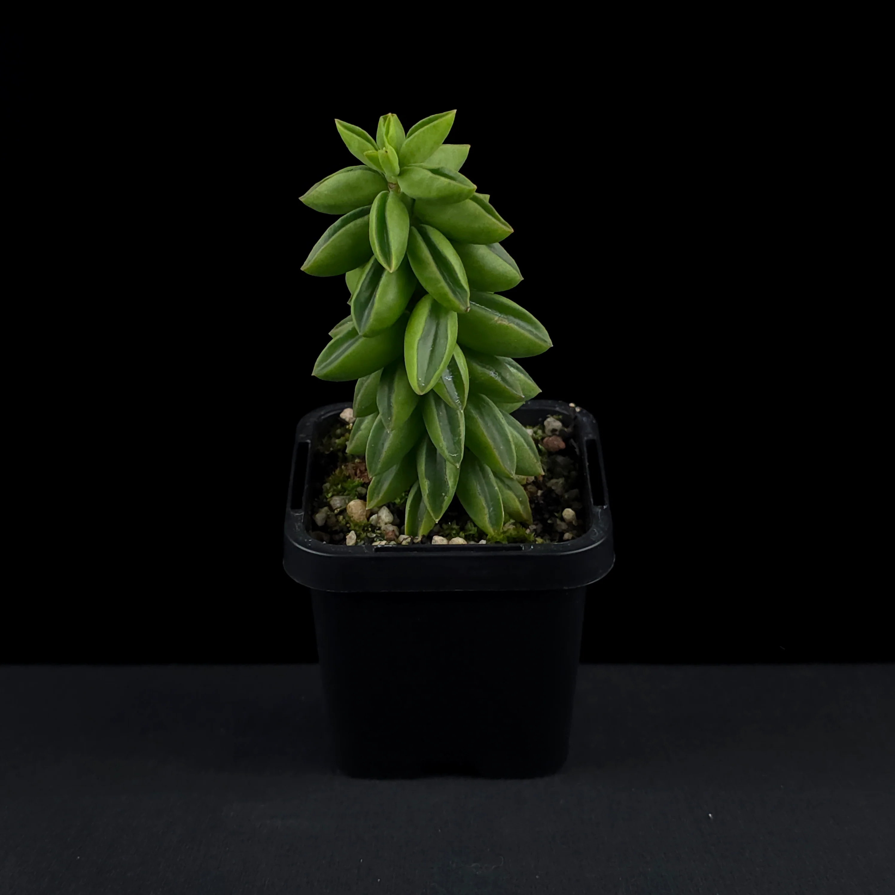 Peperomia dolabriformis 'Ecuador' - Image 3