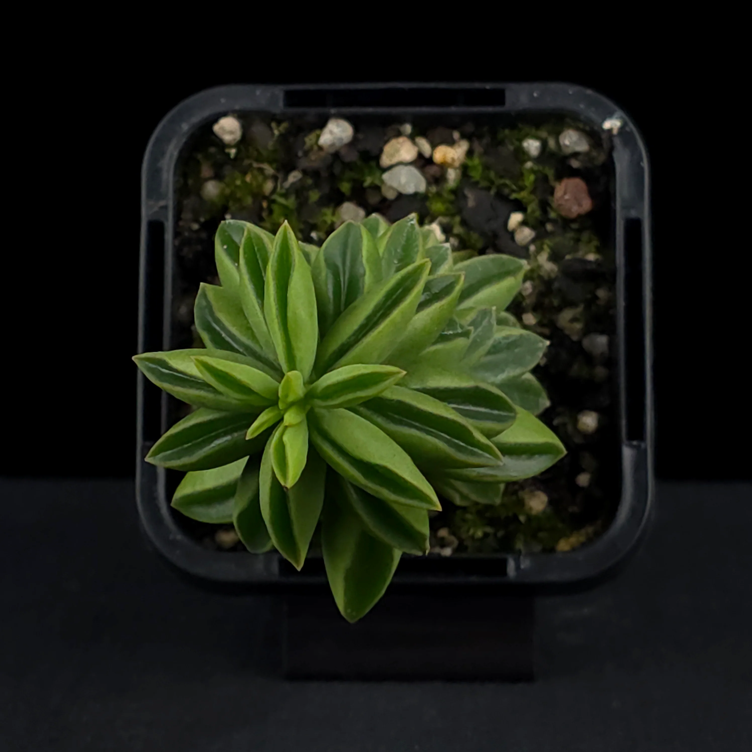 Peperomia dolabriformis 'Ecuador' - Image 4