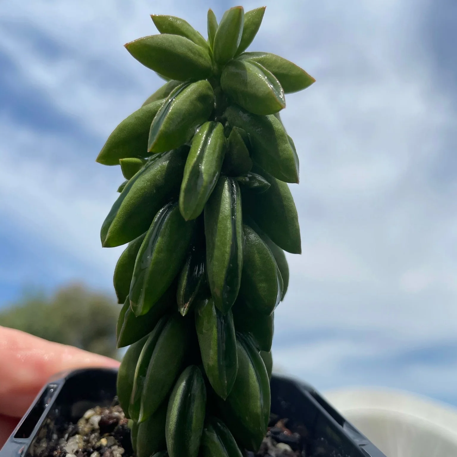 Peperomia dolabriformis 'Ecuador' - Image 5
