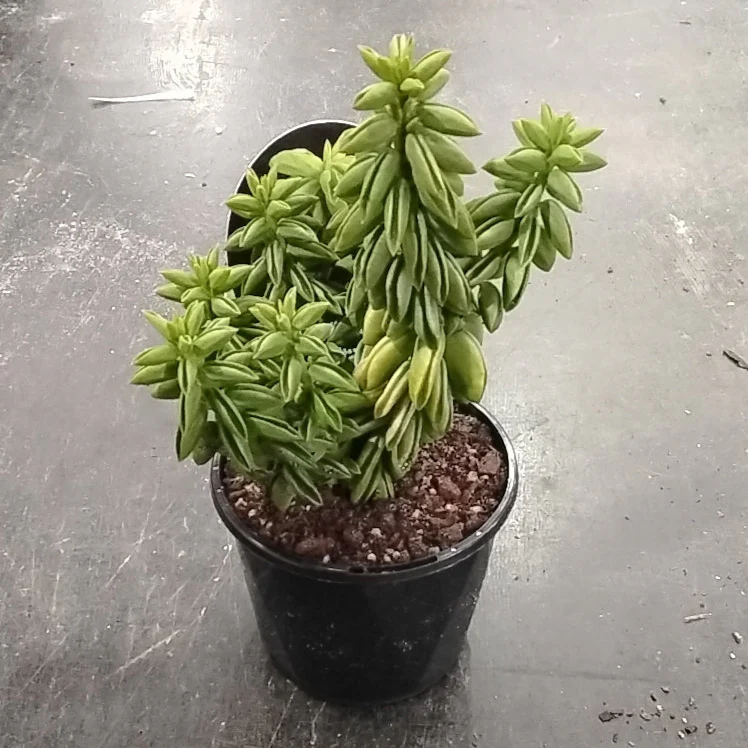 Peperomia dolabriformis 'Ecuador' - Image 6