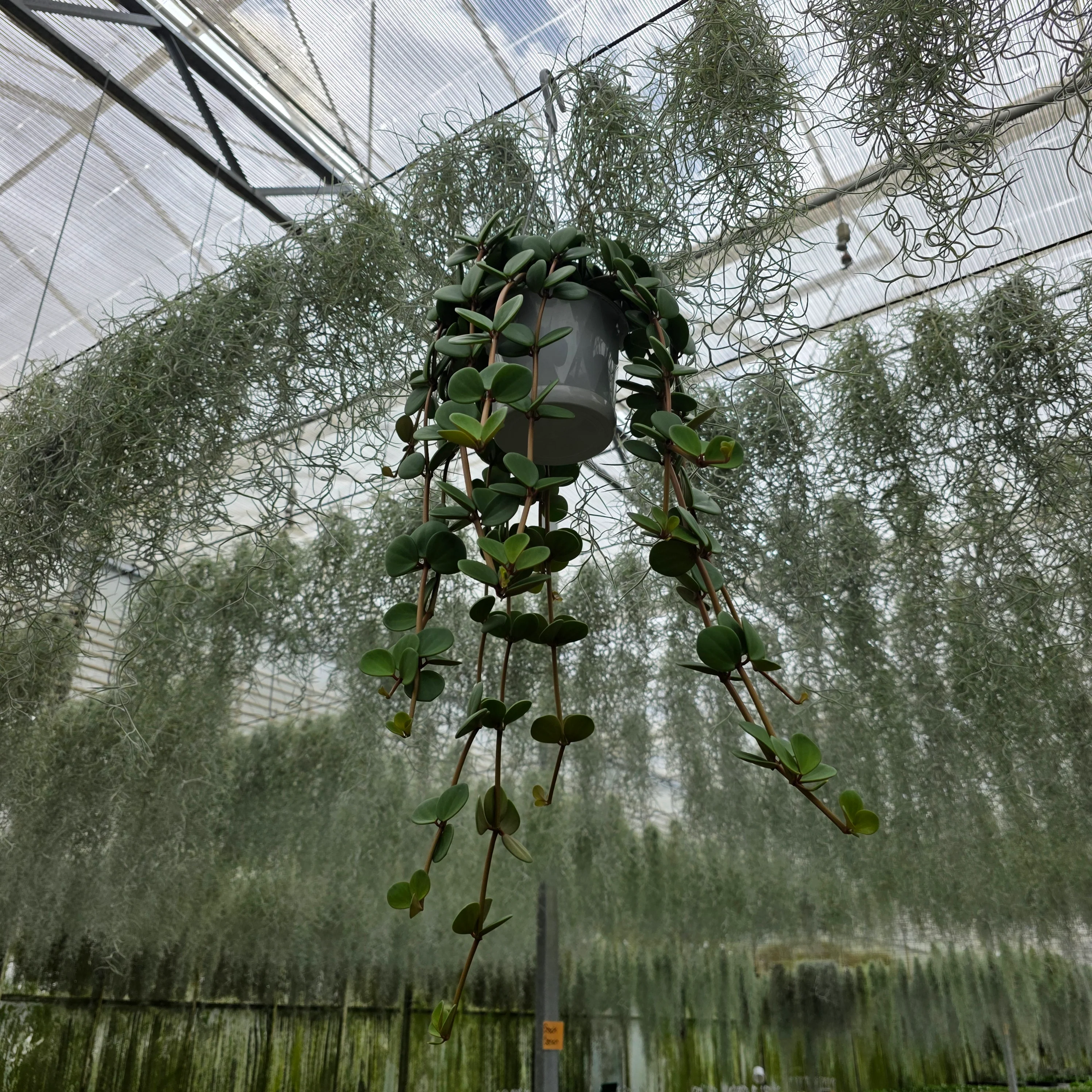 Peperomia 'Hope' (WA Prohibited) - Image 2