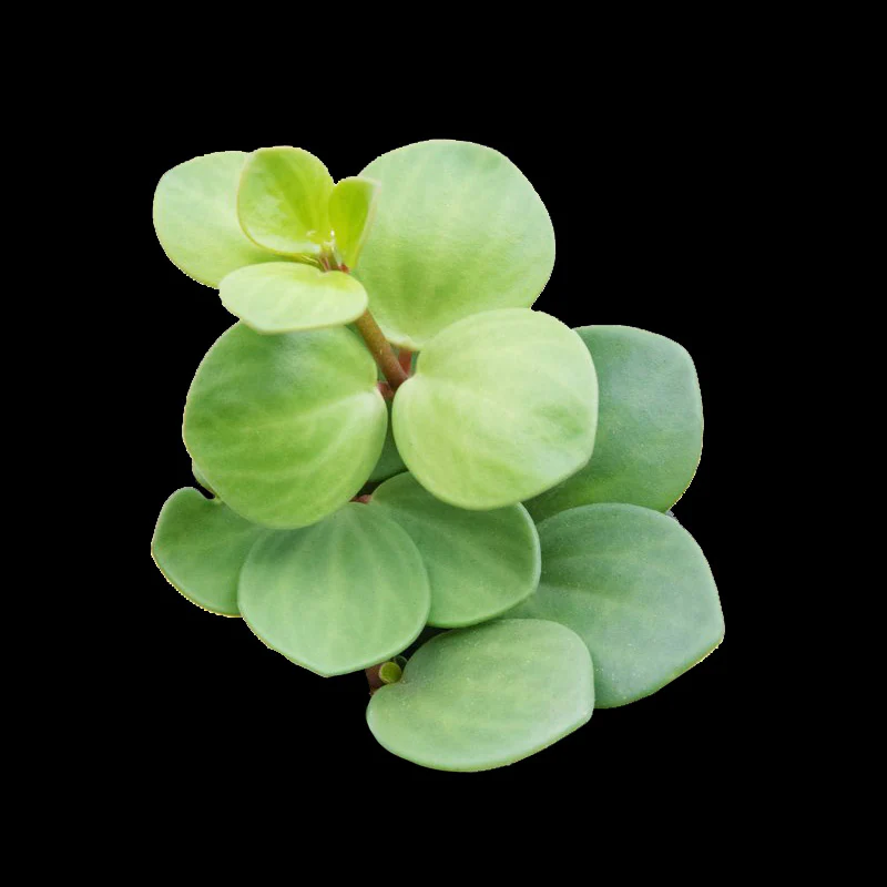 Peperomia 'Hope' (WA Prohibited) - Image 3
