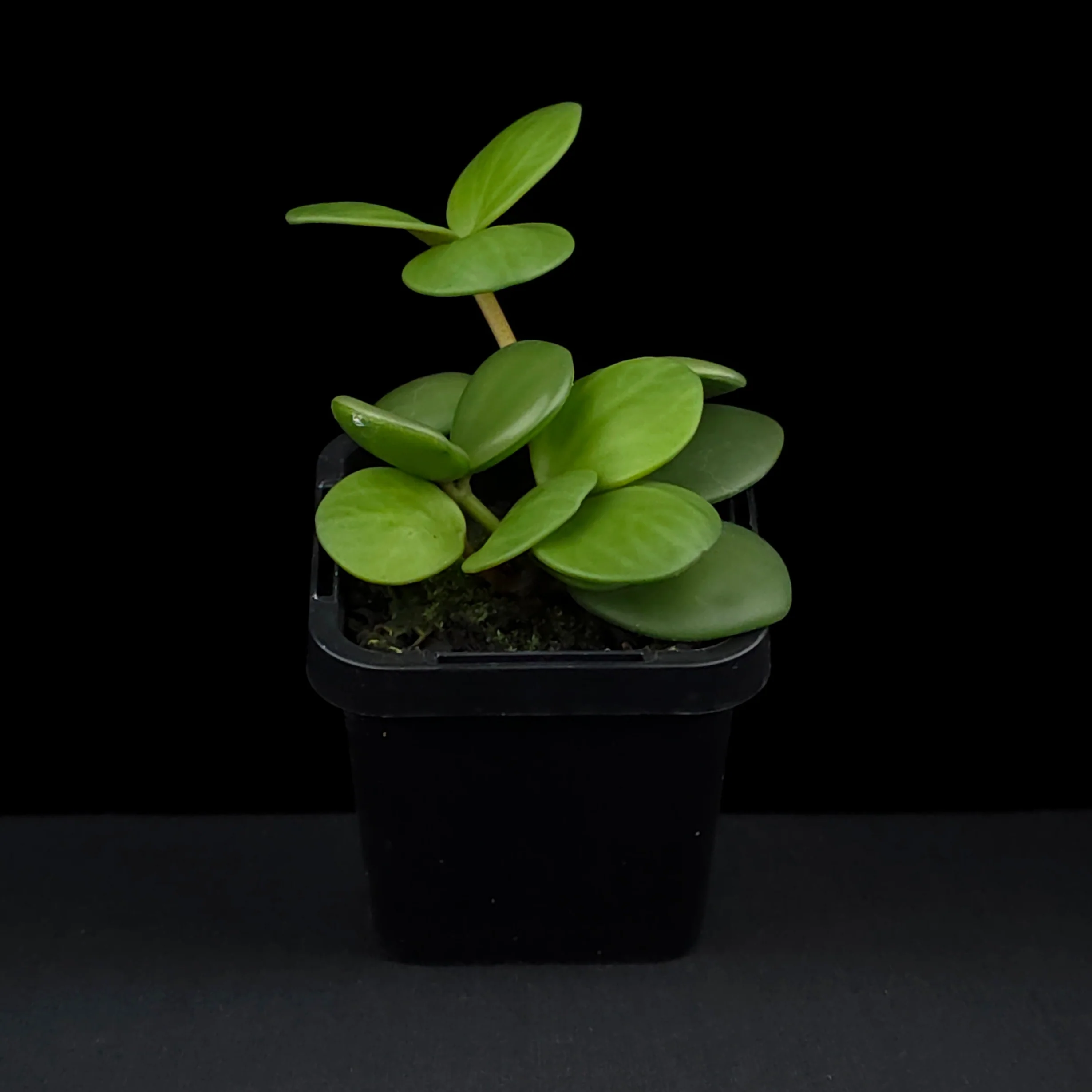 Peperomia 'Hope' (WA Prohibited) - Image 4