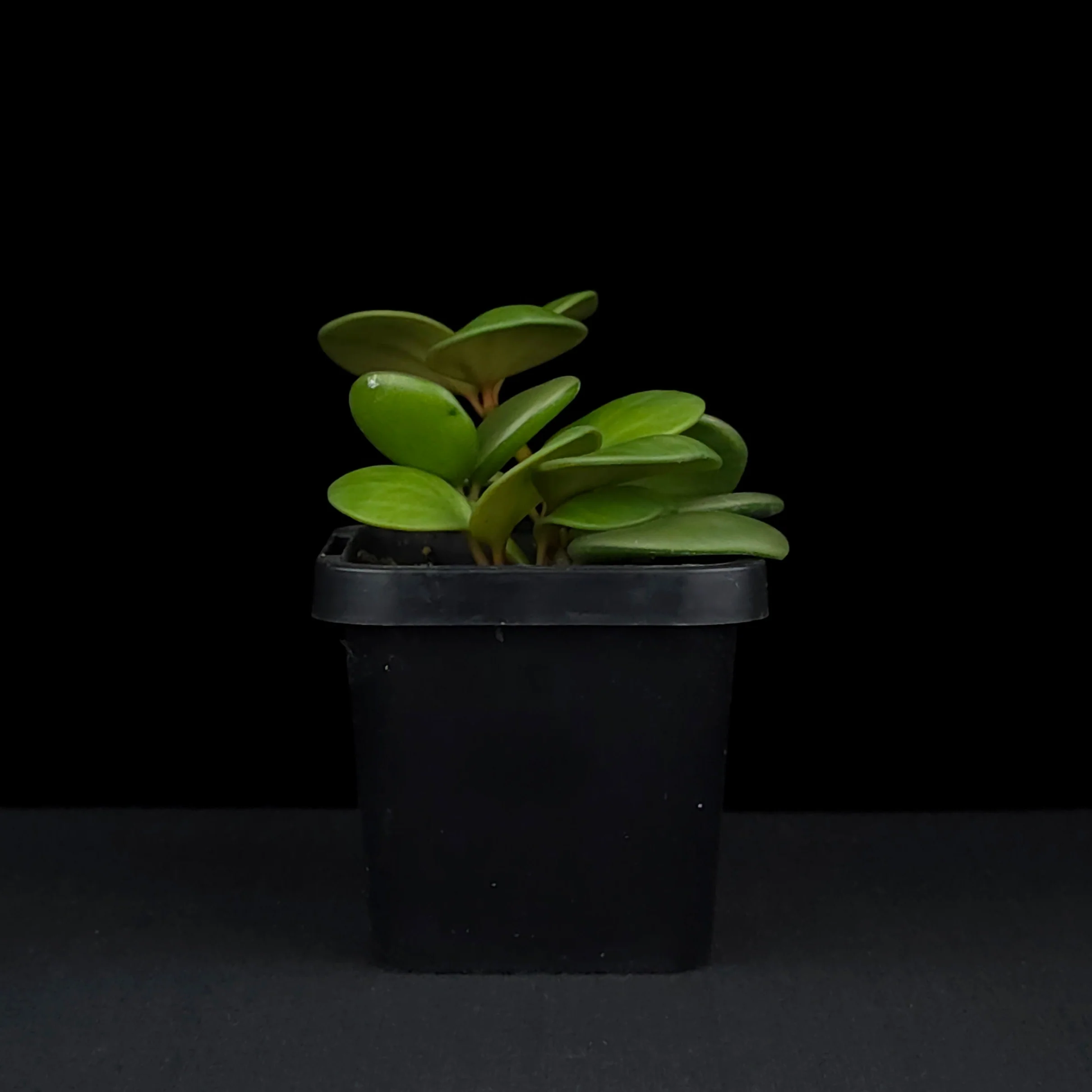 Peperomia 'Hope' (WA Prohibited) - Image 5