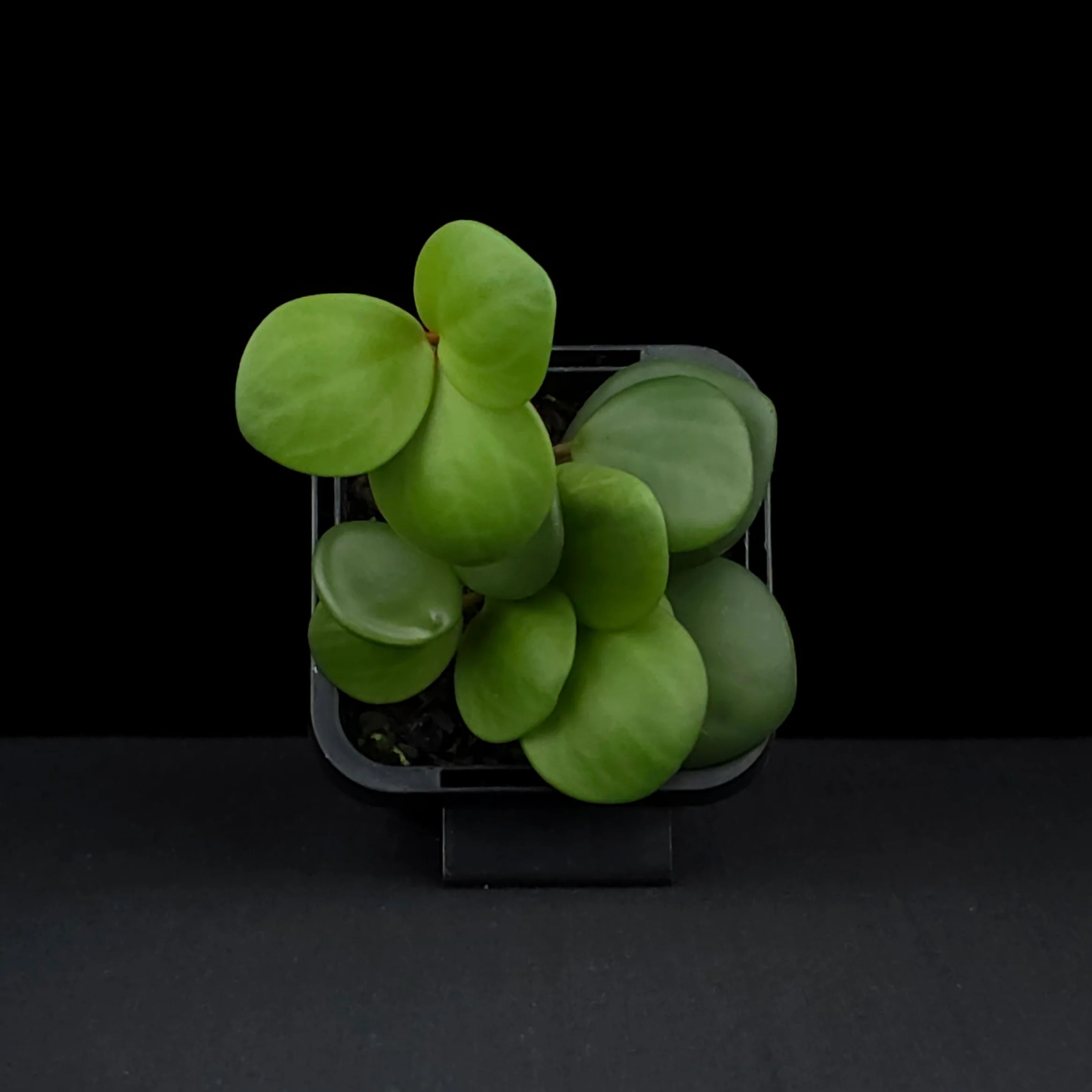 Peperomia 'Hope' (WA Prohibited) - Image 6